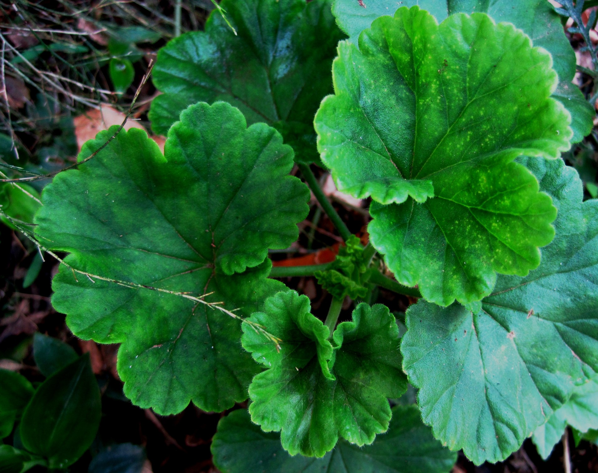 Geranium Blätter