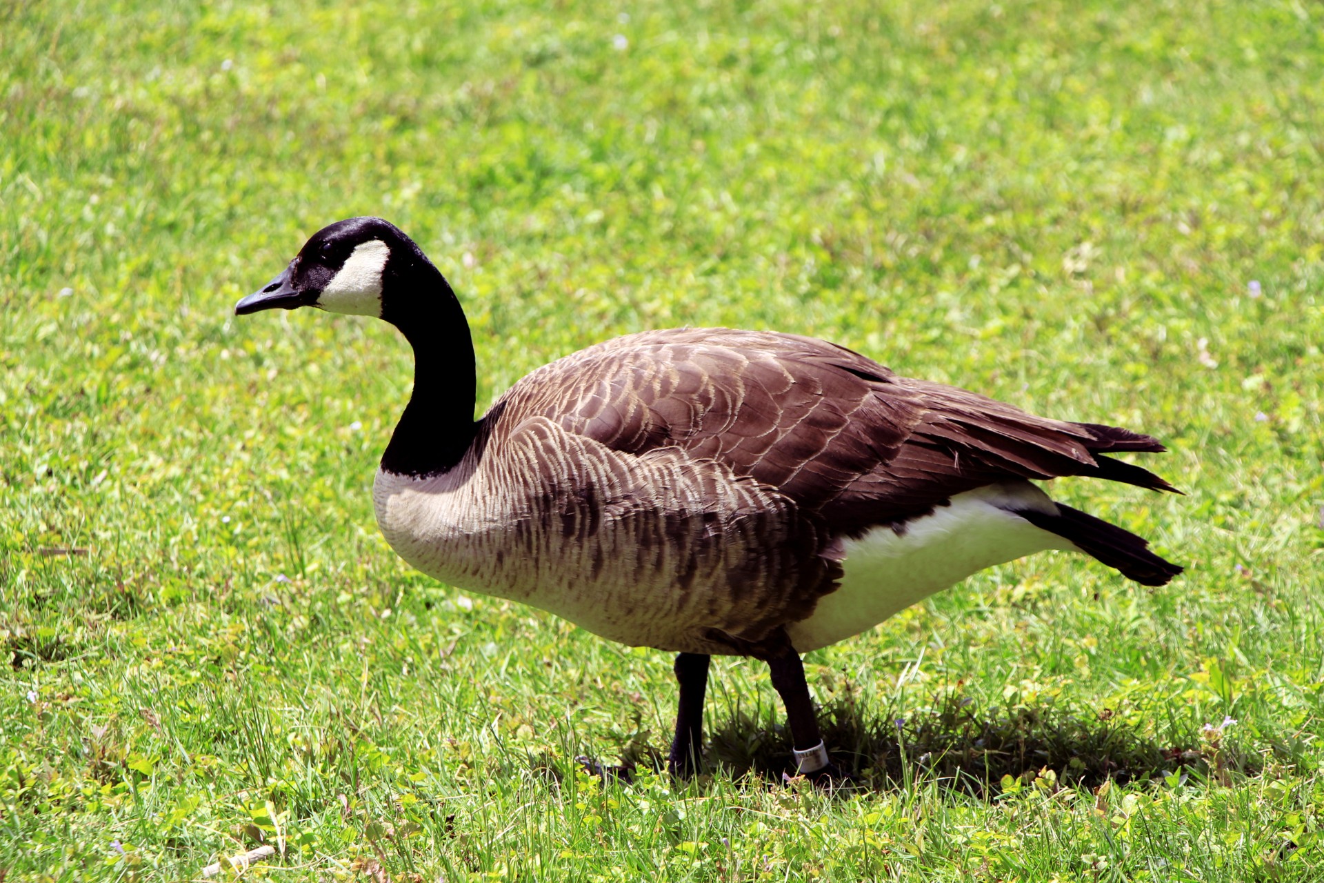 Goose sur l'herbe