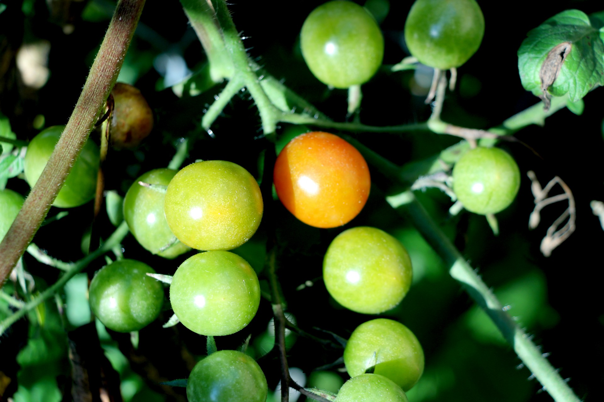 Tomates de la uva en la vid