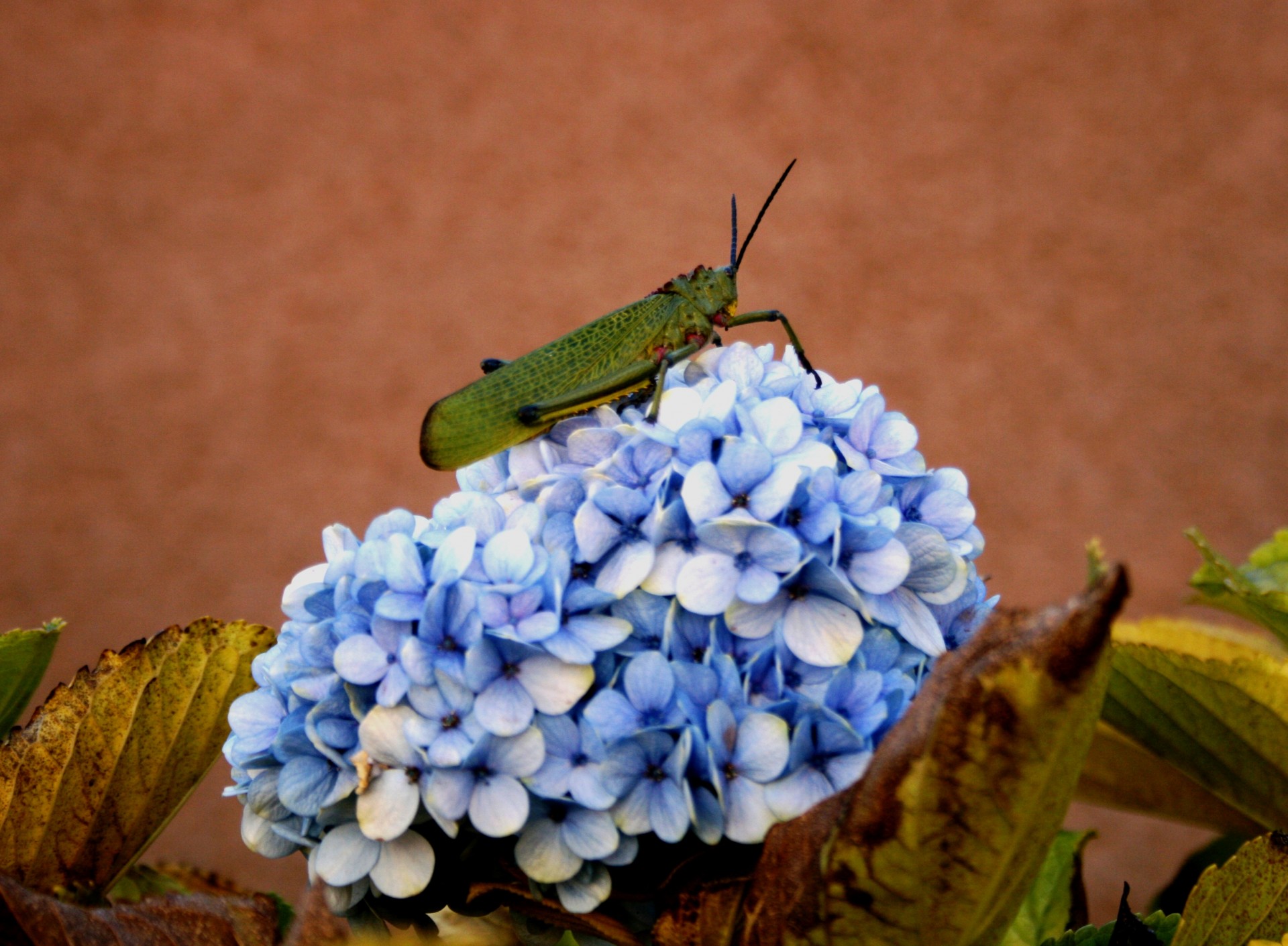 Кузнечик на голубой цветок