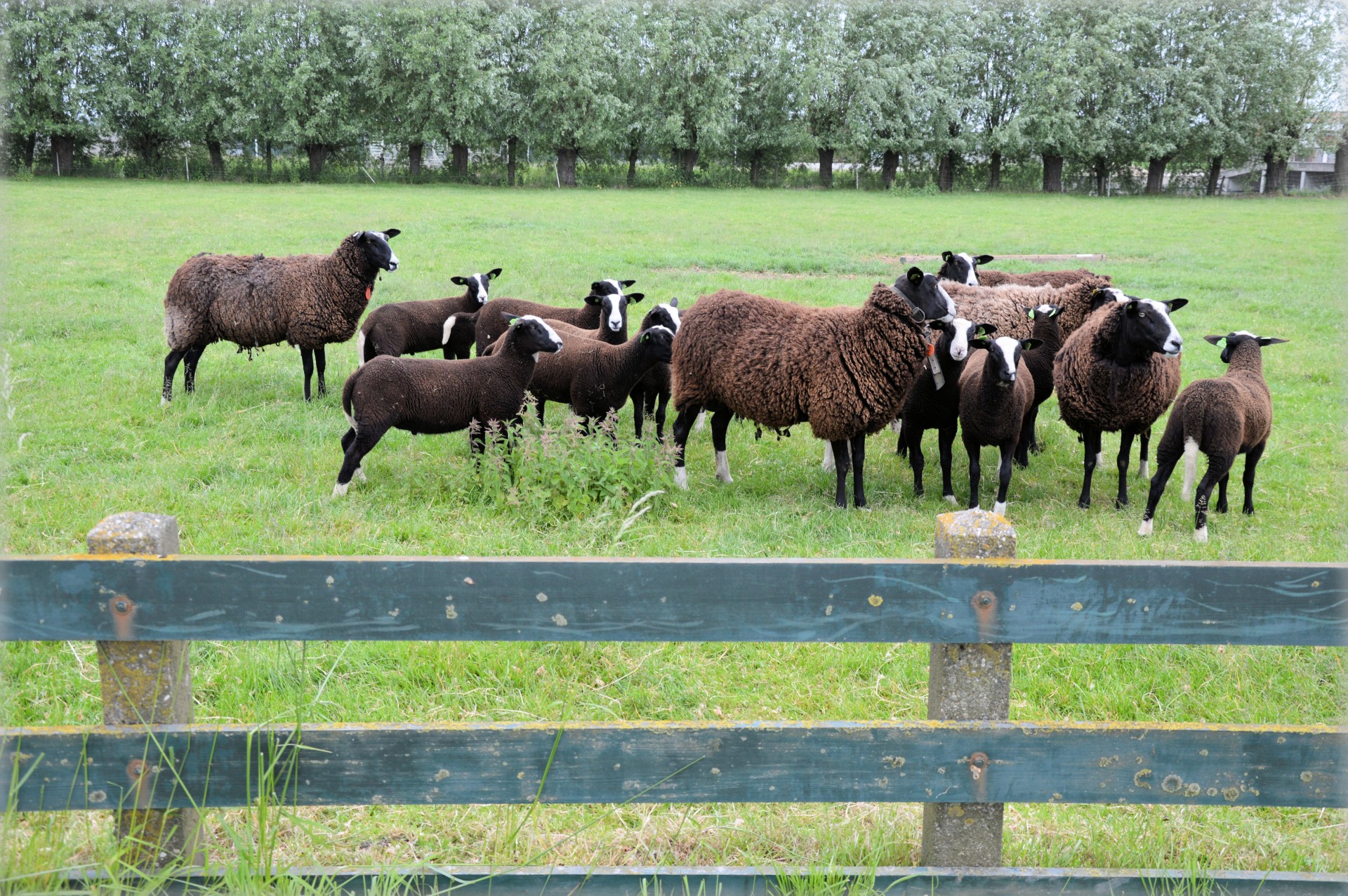Weiden lassen der Schafe