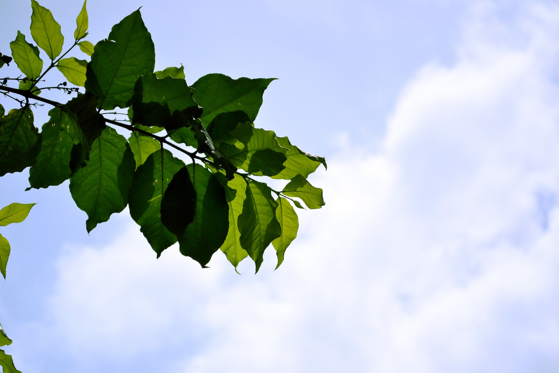 зеленые листья в голубом небе