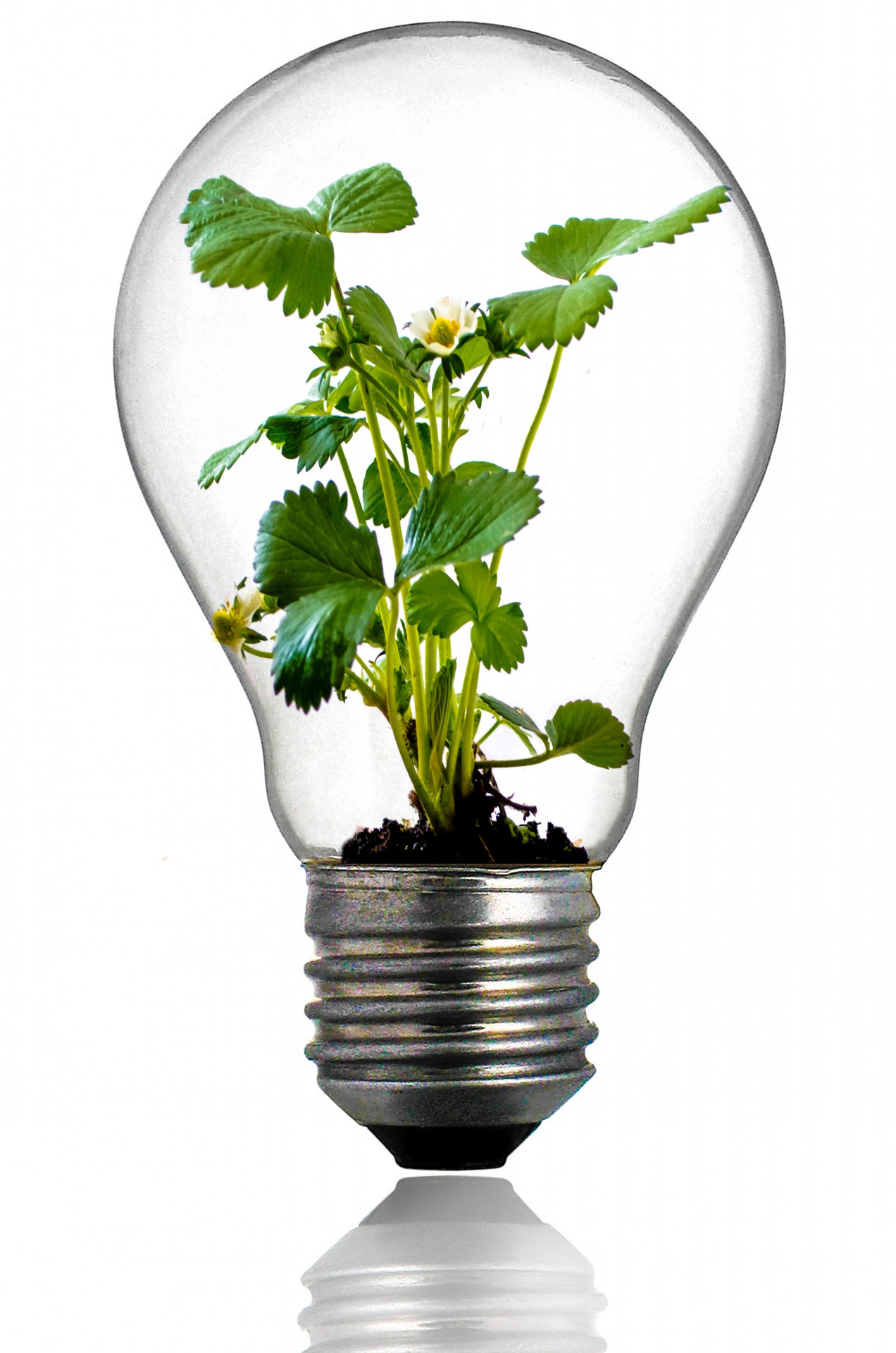Зеленые растения в электрической лампочк