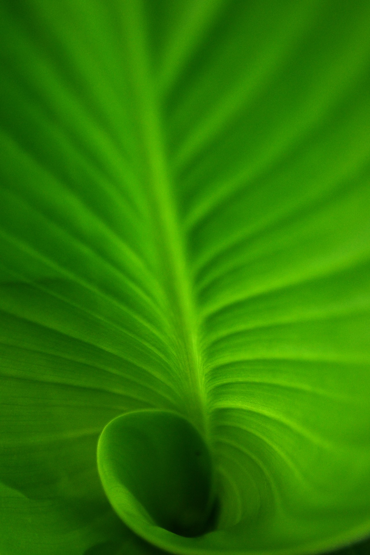 Green Spiral Leaf