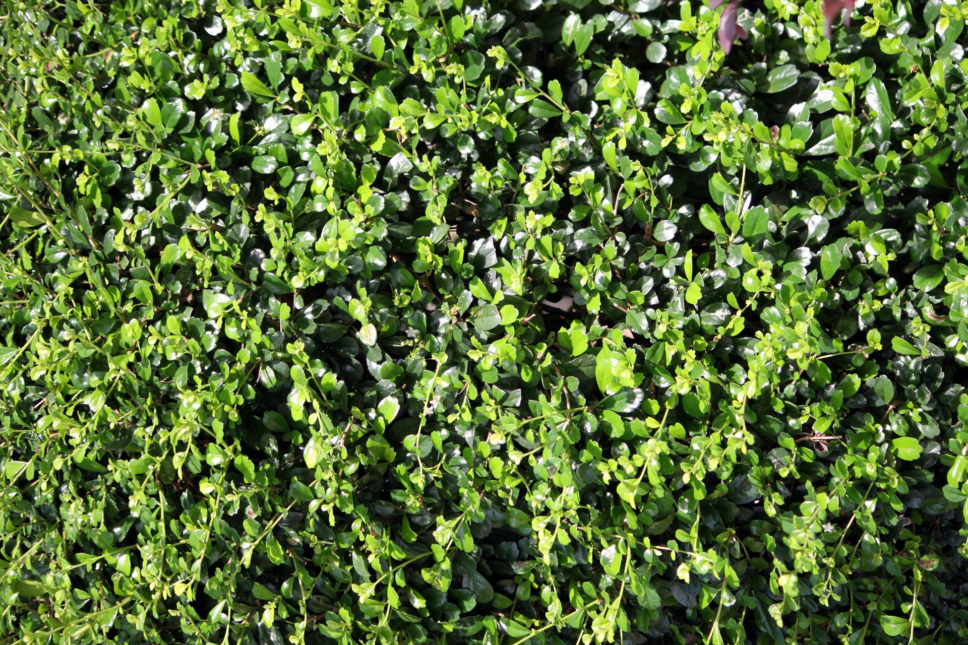 Verde wallpaper hierba