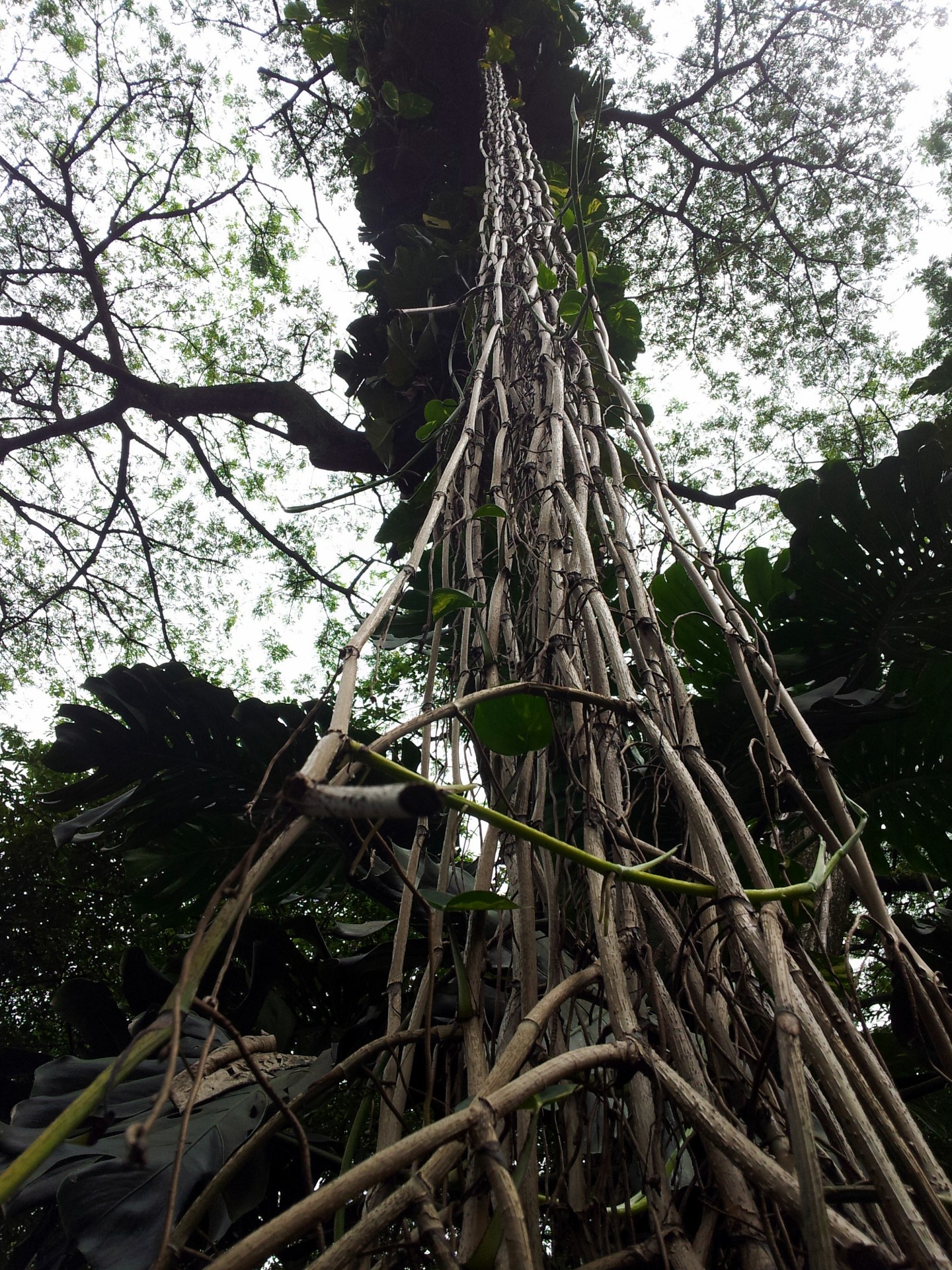 Hängen Reben aus dem hohen Baum