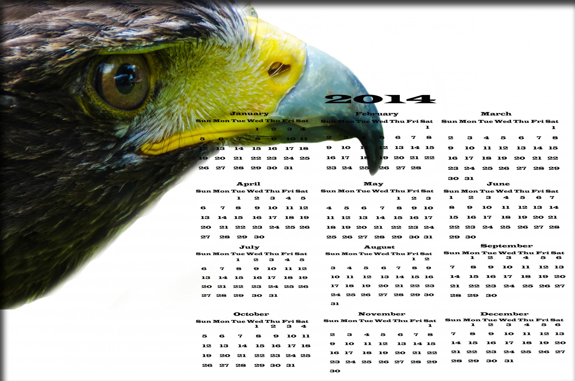 Ястреб календаря 2014