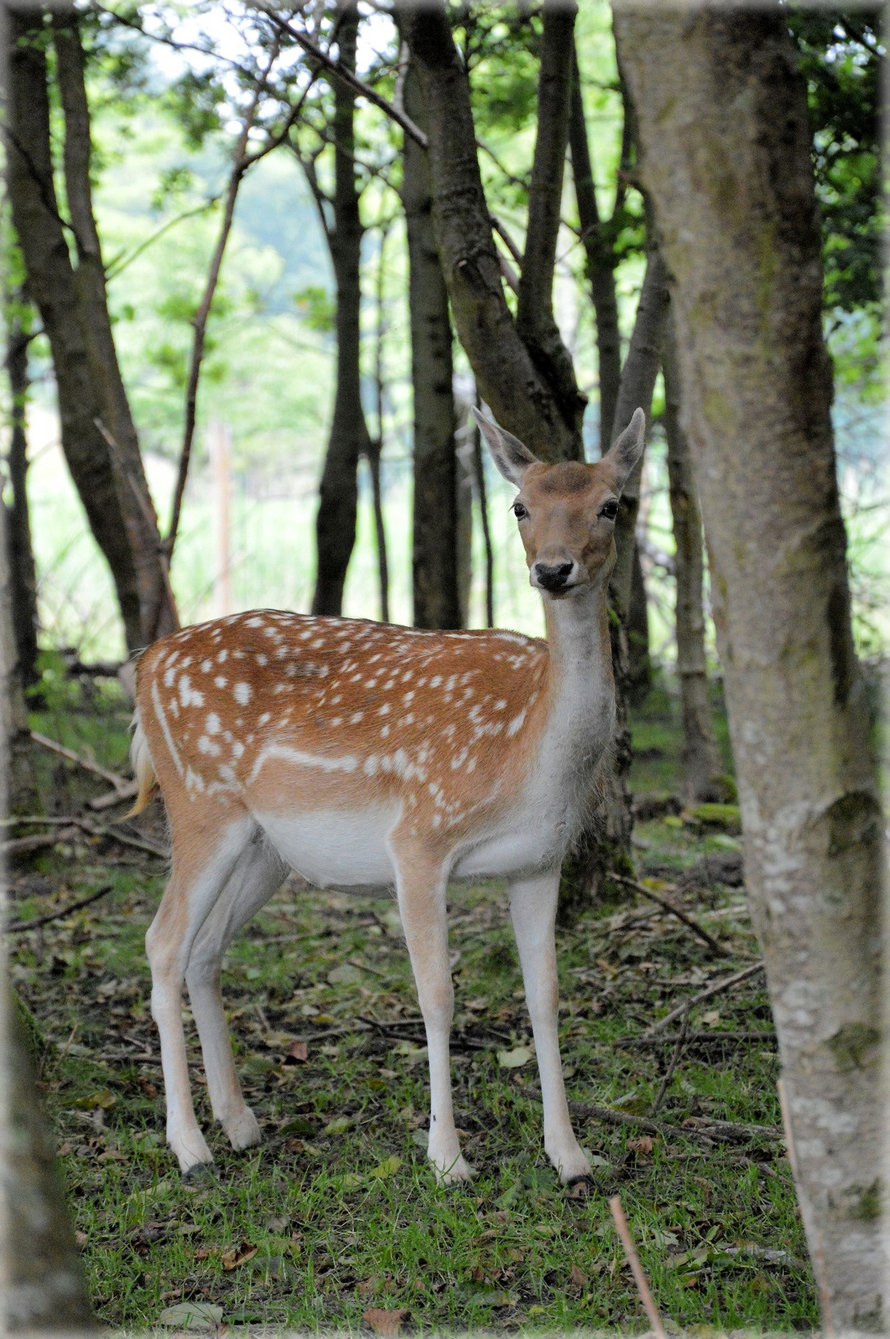 Deer 5