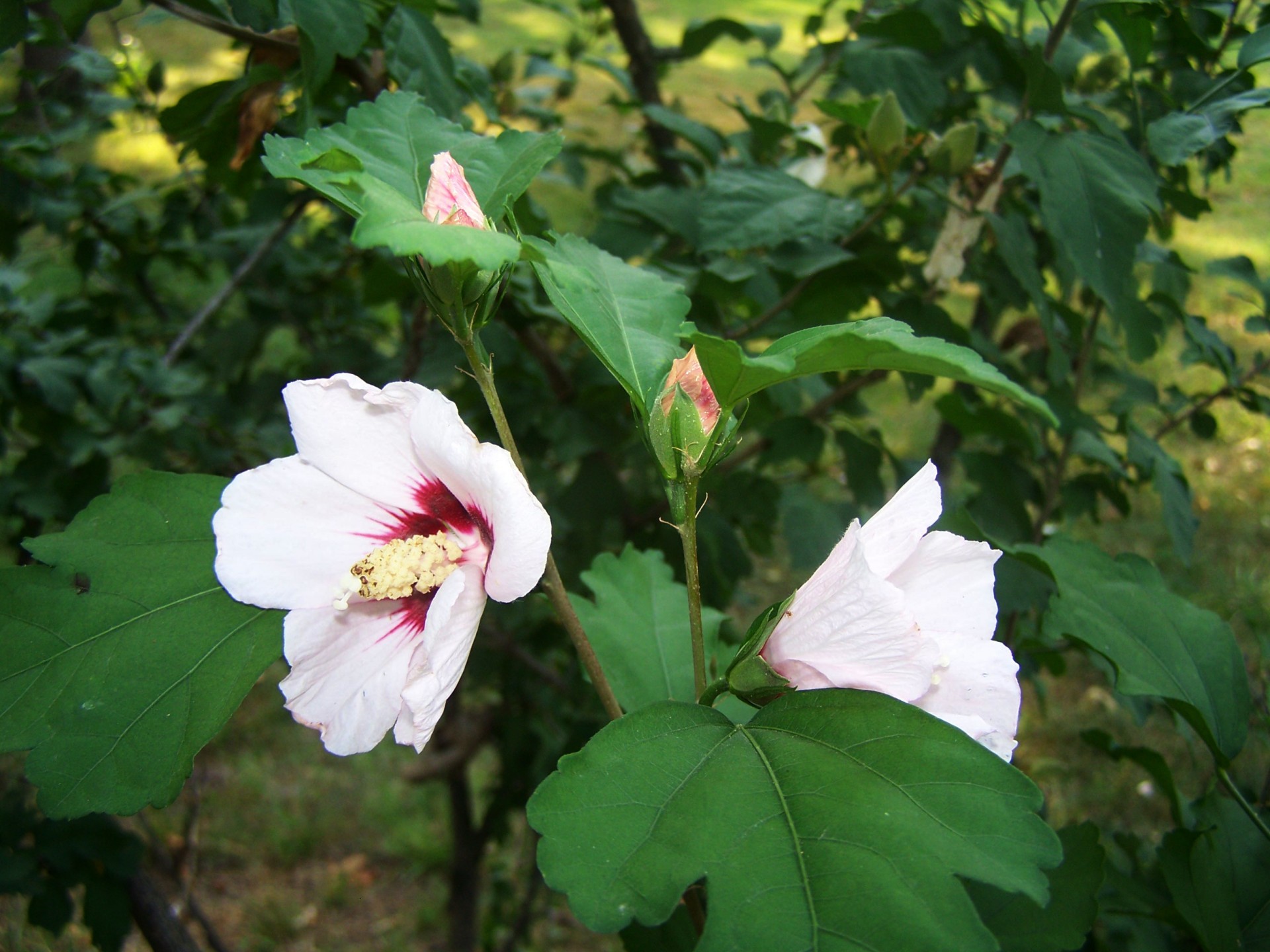 Fleurs d'hibiscus