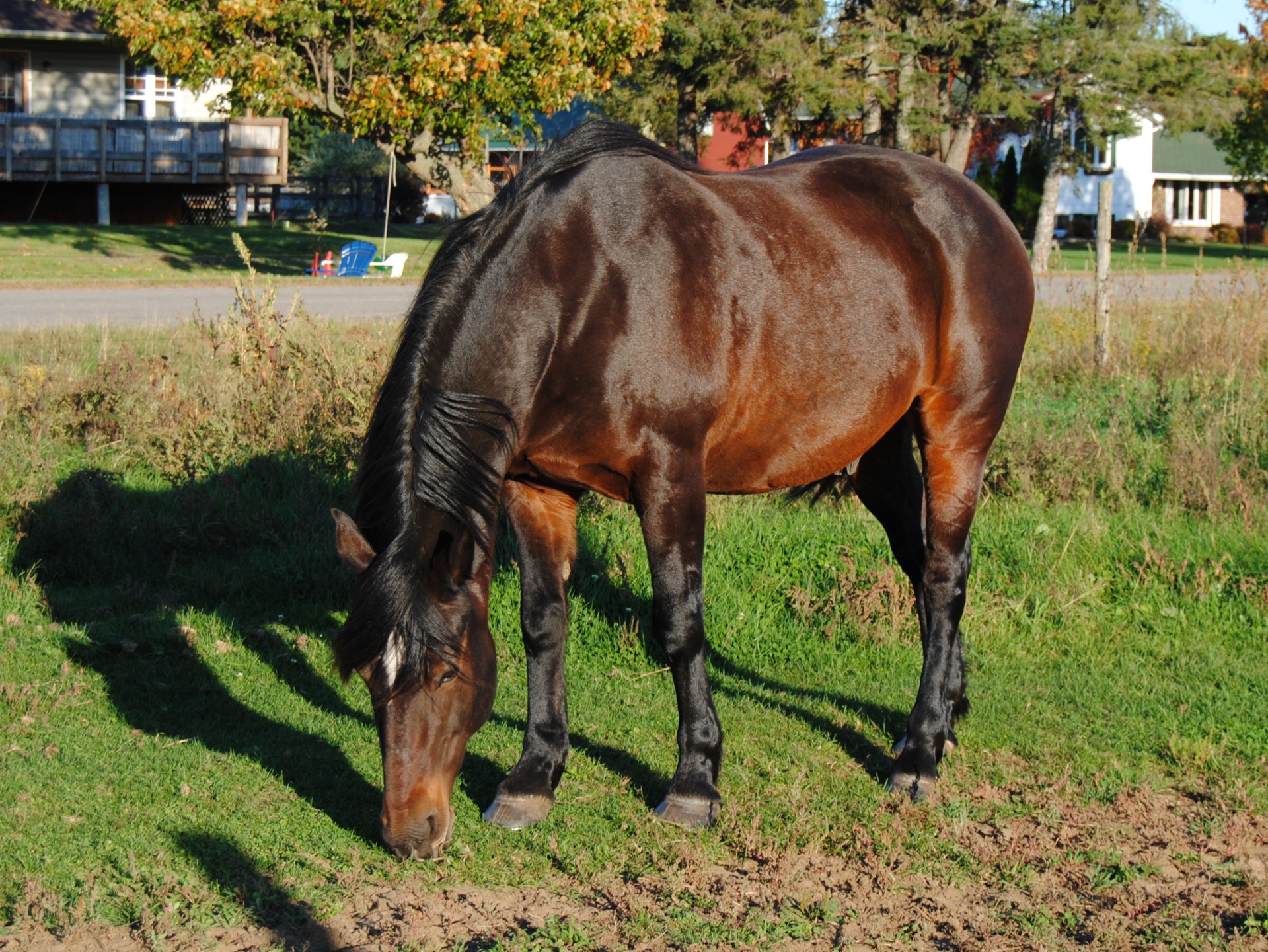 Лошадь, едят травы