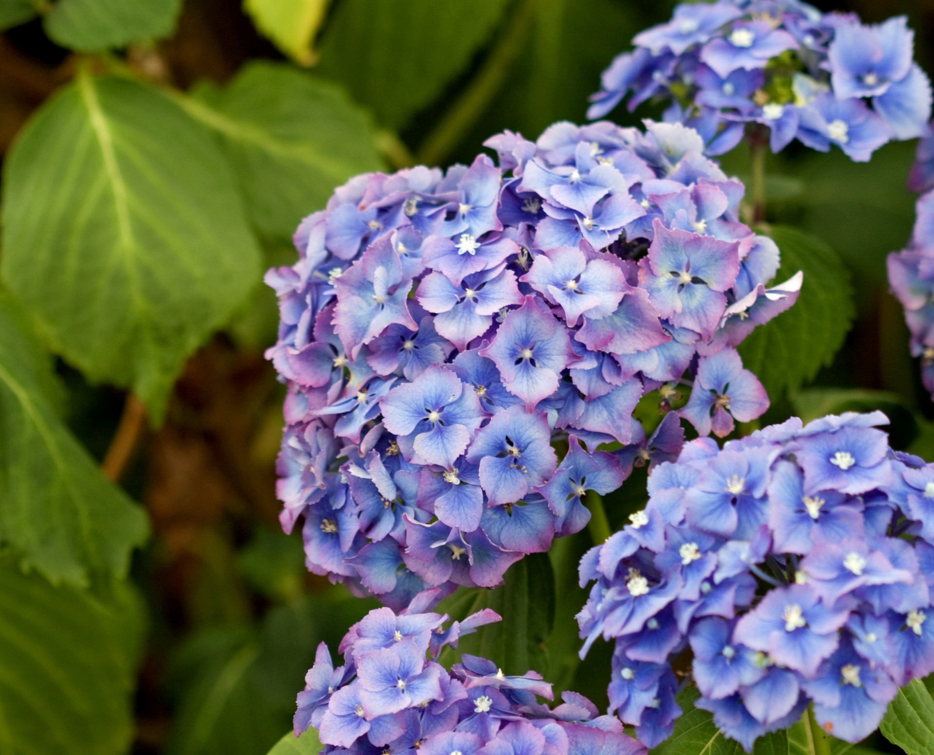 Синие цветы гортензии
