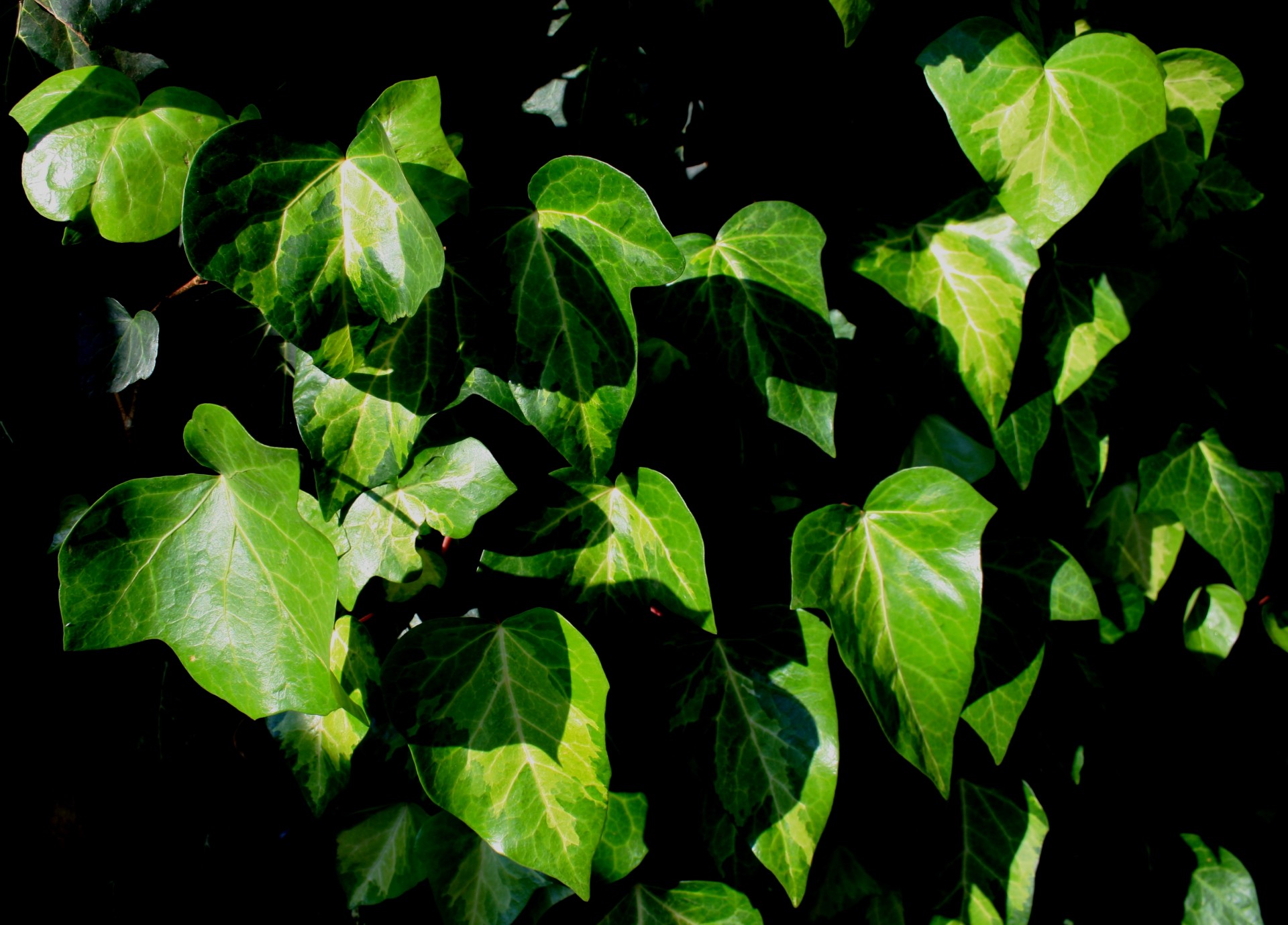 листьев плюща в солнечном свете