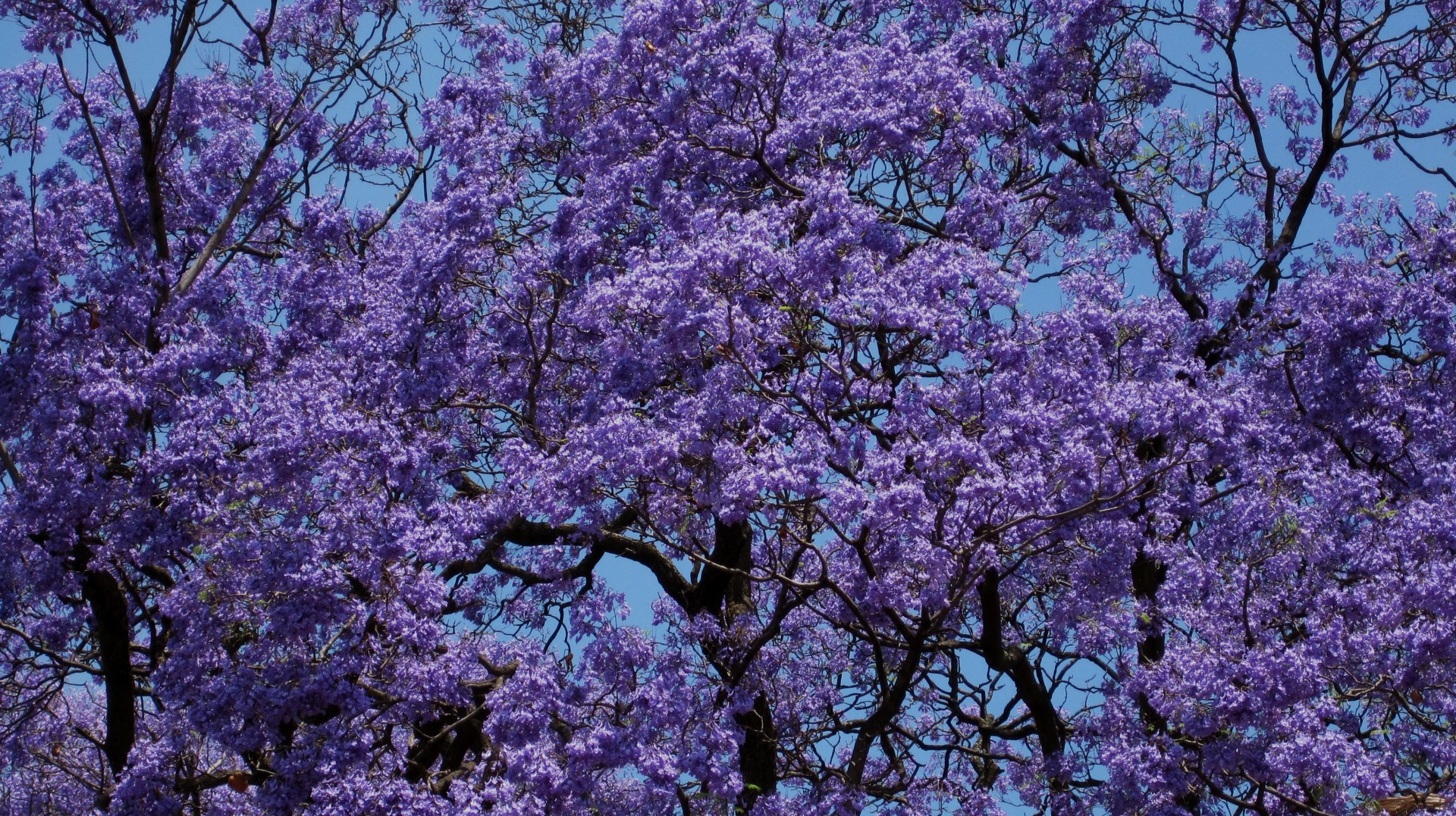 Jacaranda drzewo, Arcadia, Pretoria