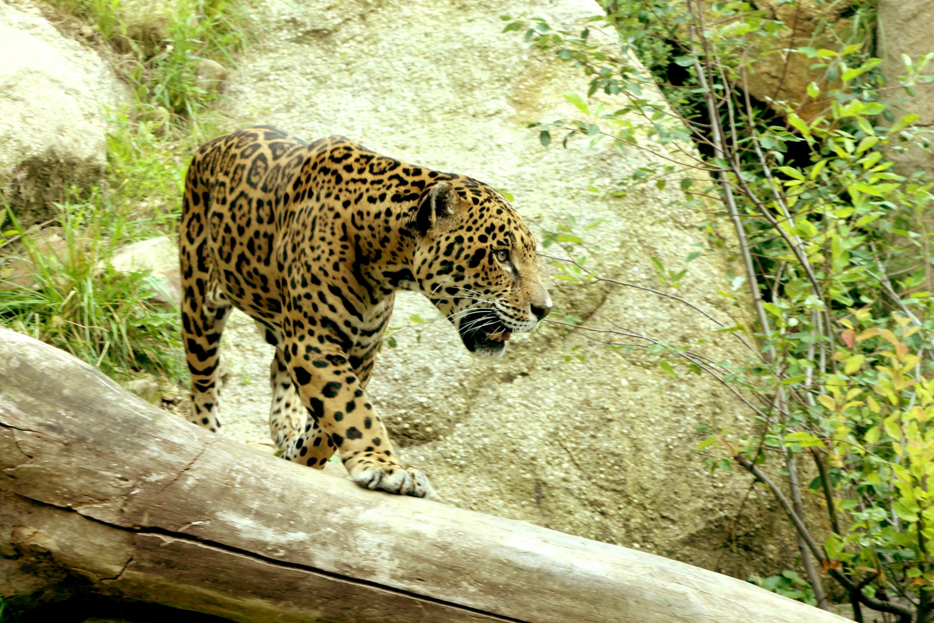 Jaguar en tronco de árbol