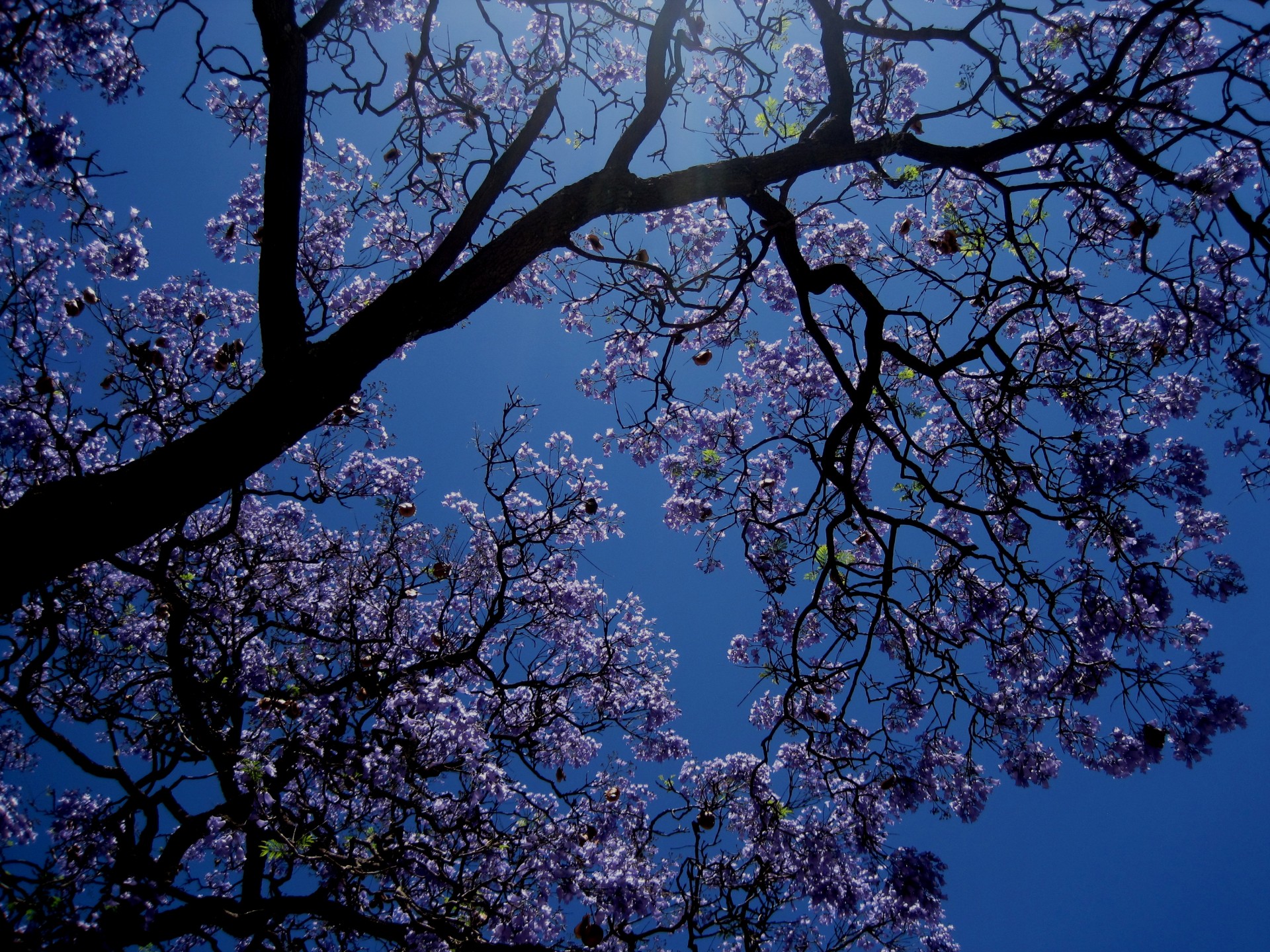 Jakaranda дерево в цвету
