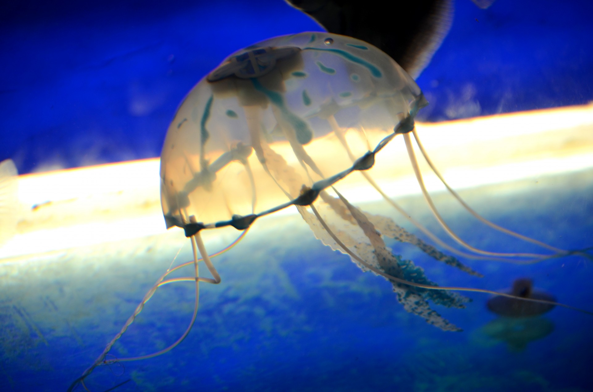 Jellyfish (a)