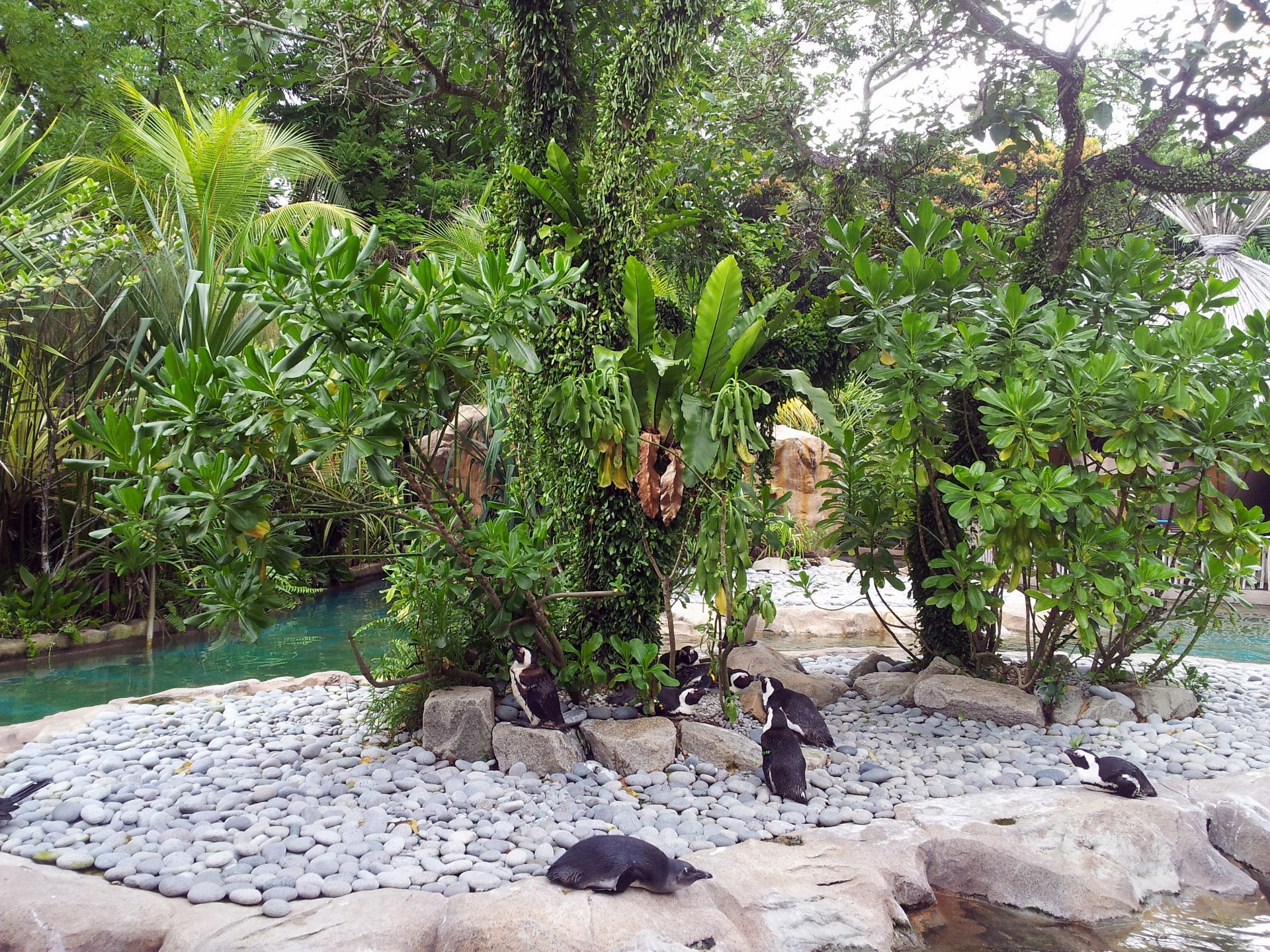 Jurong Парк птиц Сингапур пингвина