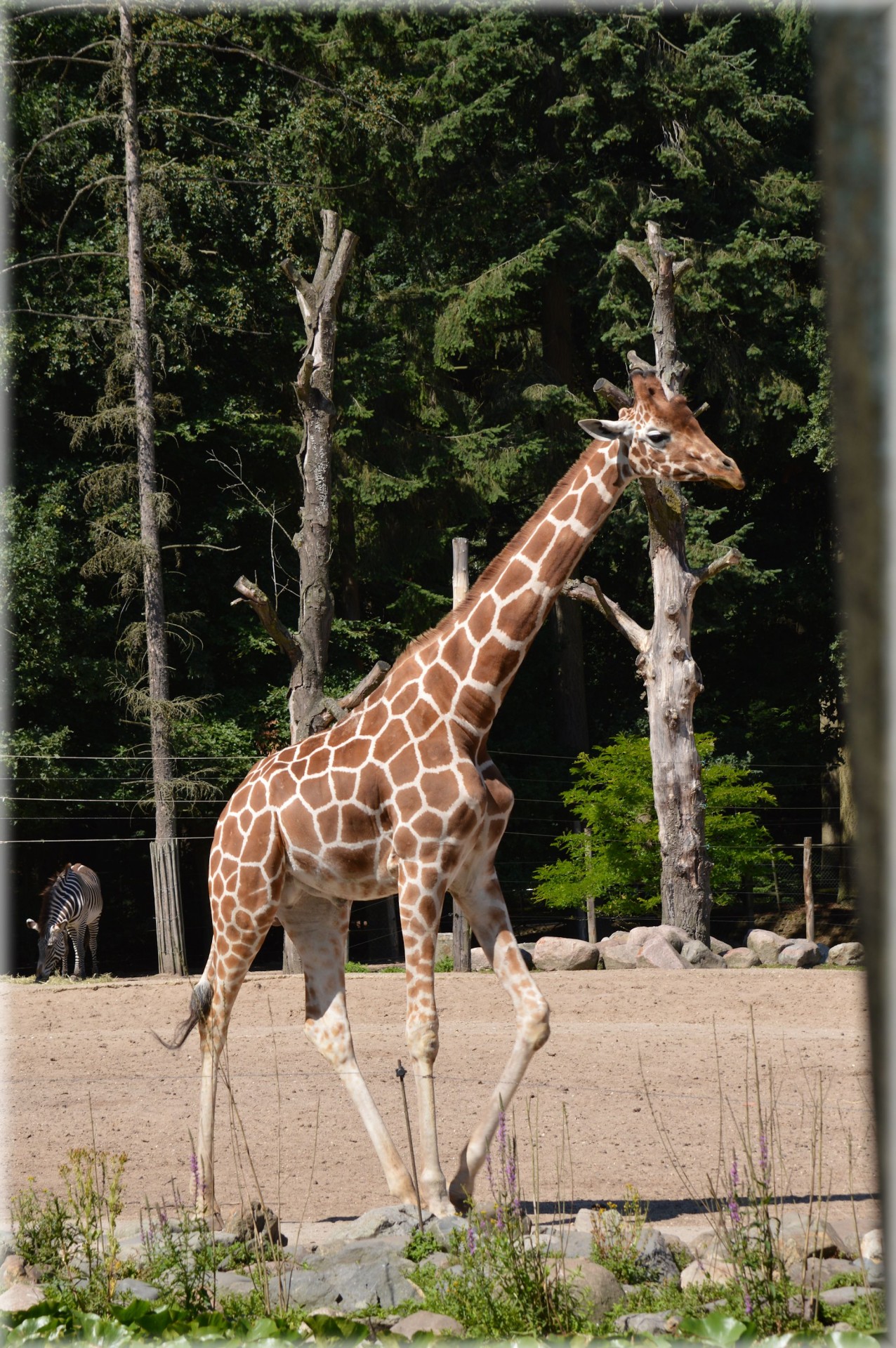 Длинная шея жирафа 5