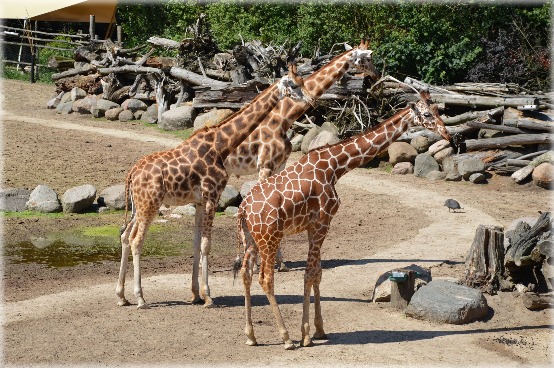 Langer Hals Giraffe 1