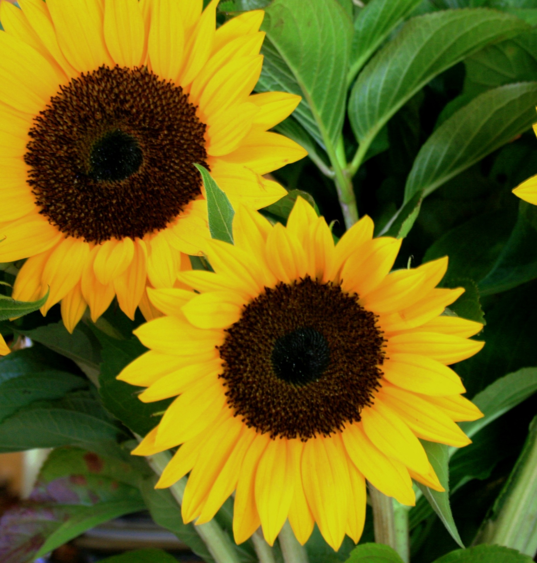 Großen gelben Sonnenblumen