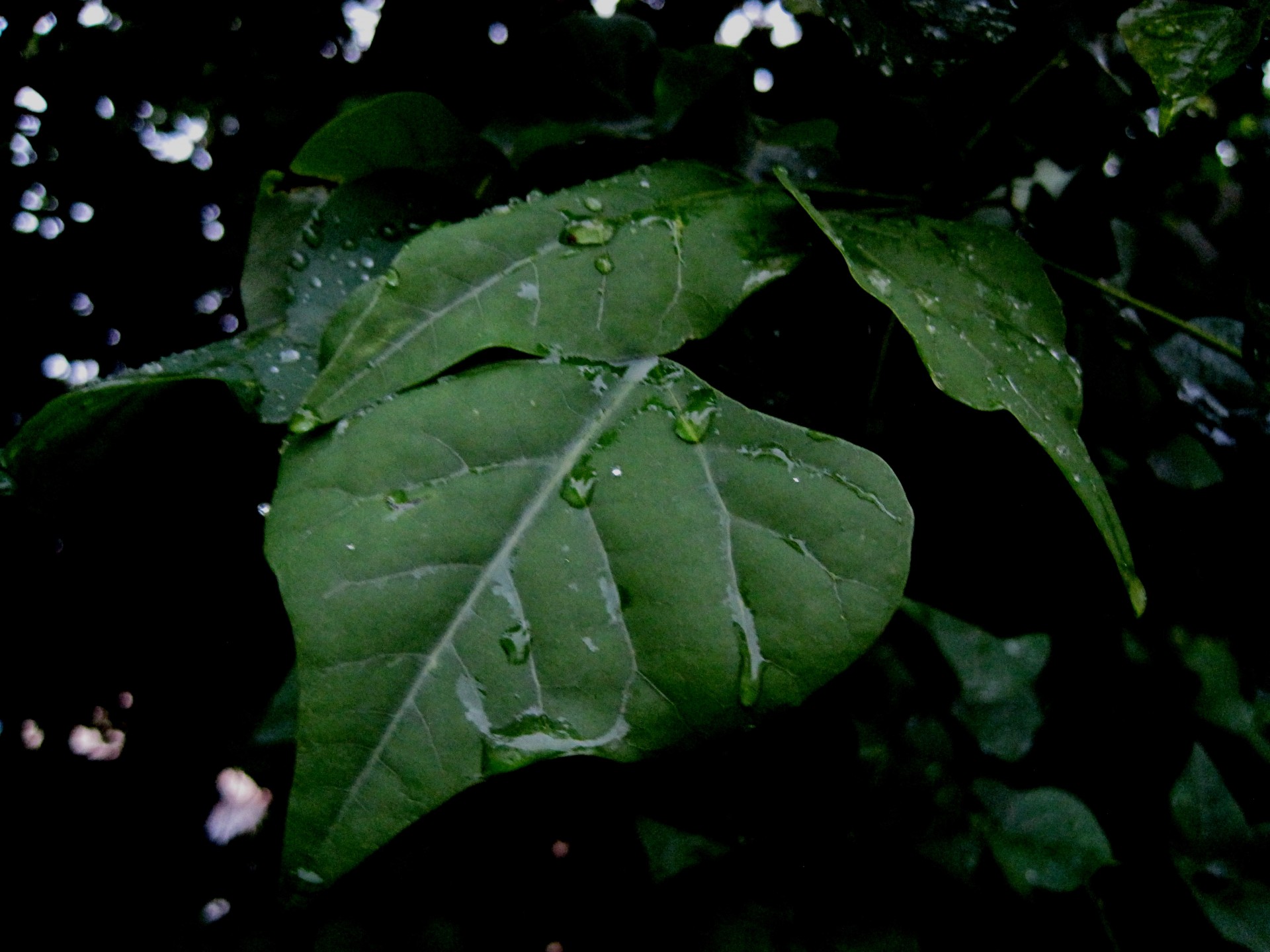 листья с каплями дождя