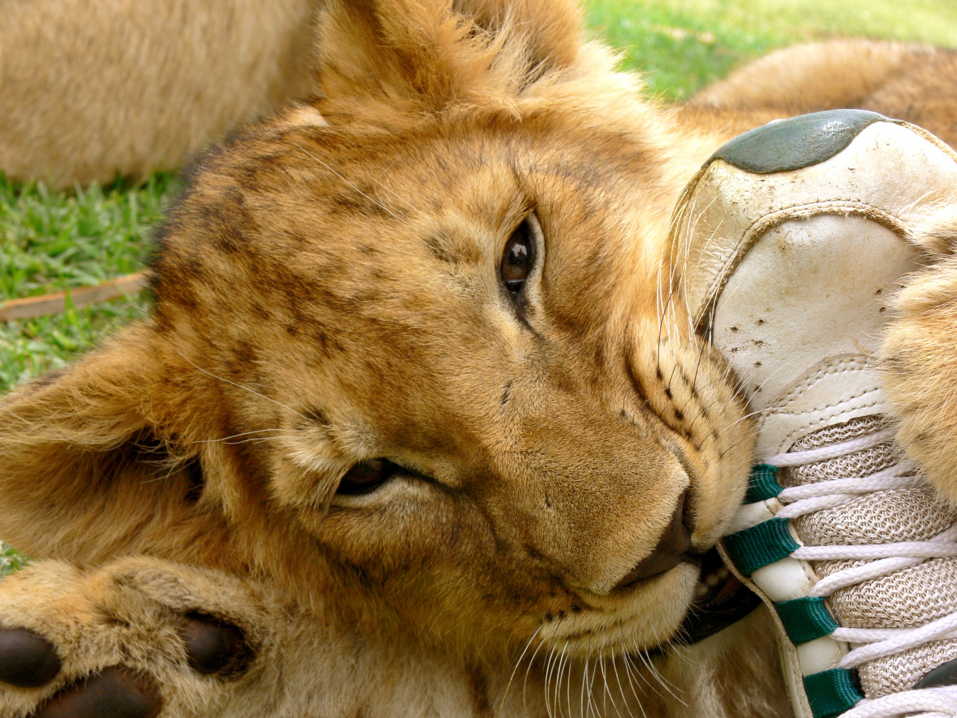 Lion cub Kauen mein Fuß