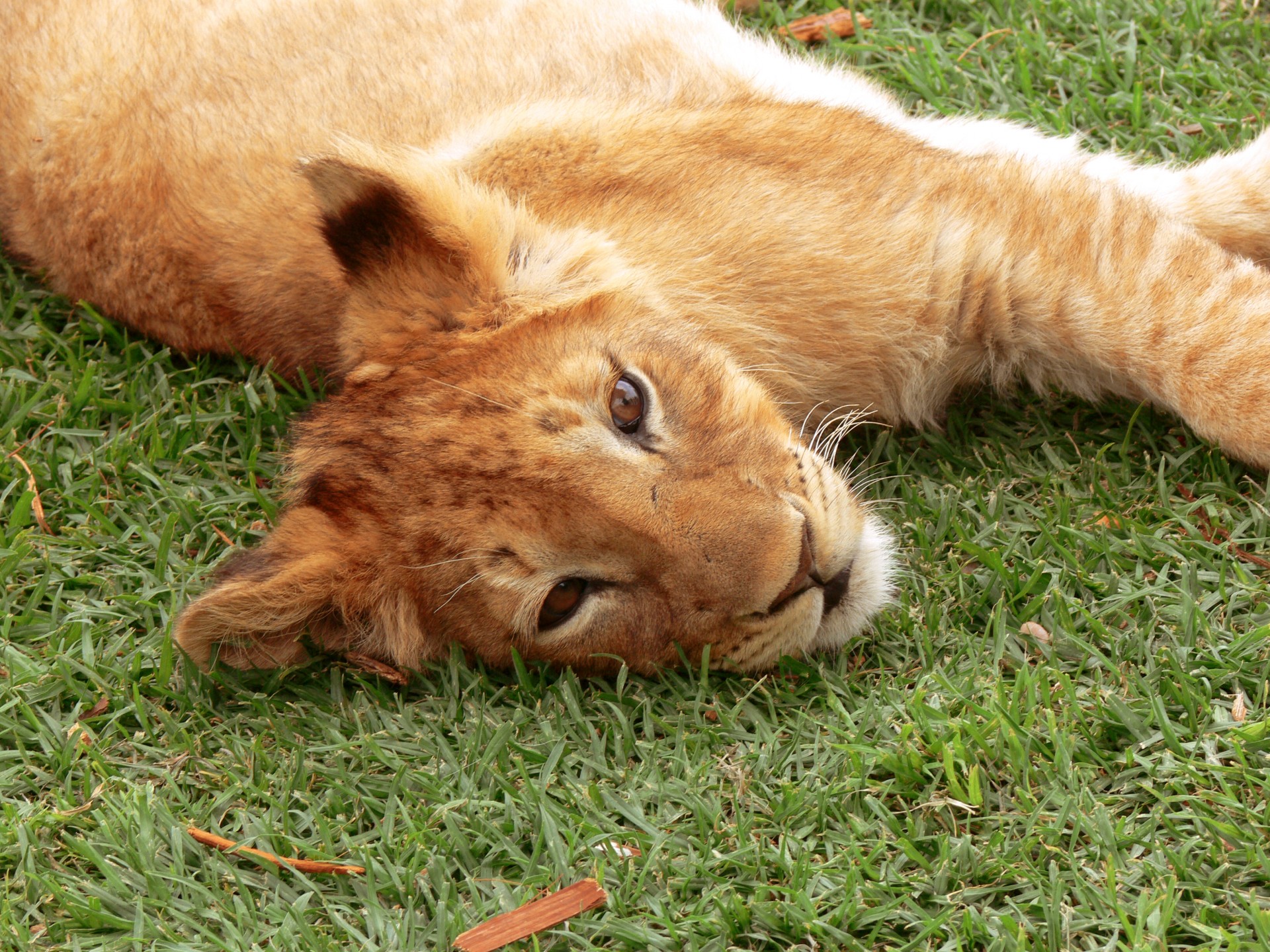 Lion Cub liegend