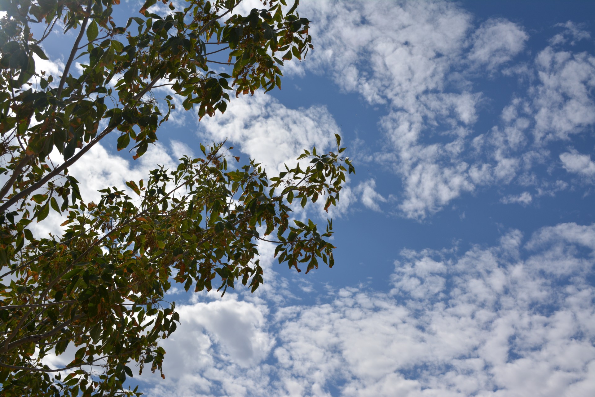 Глядя вверх Облака Отрасли Листья