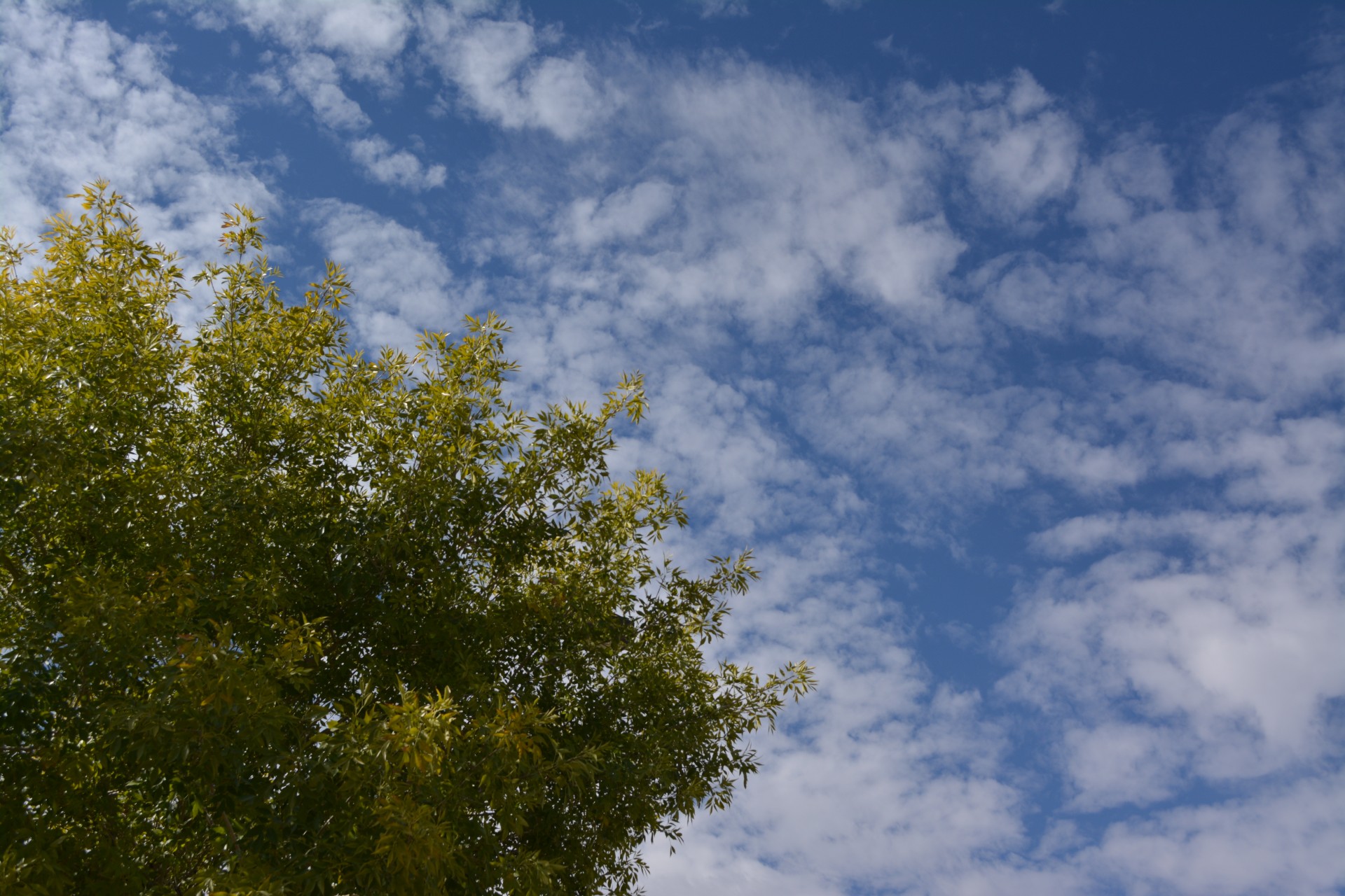 Глядя вверх небо облако Отрасли лист