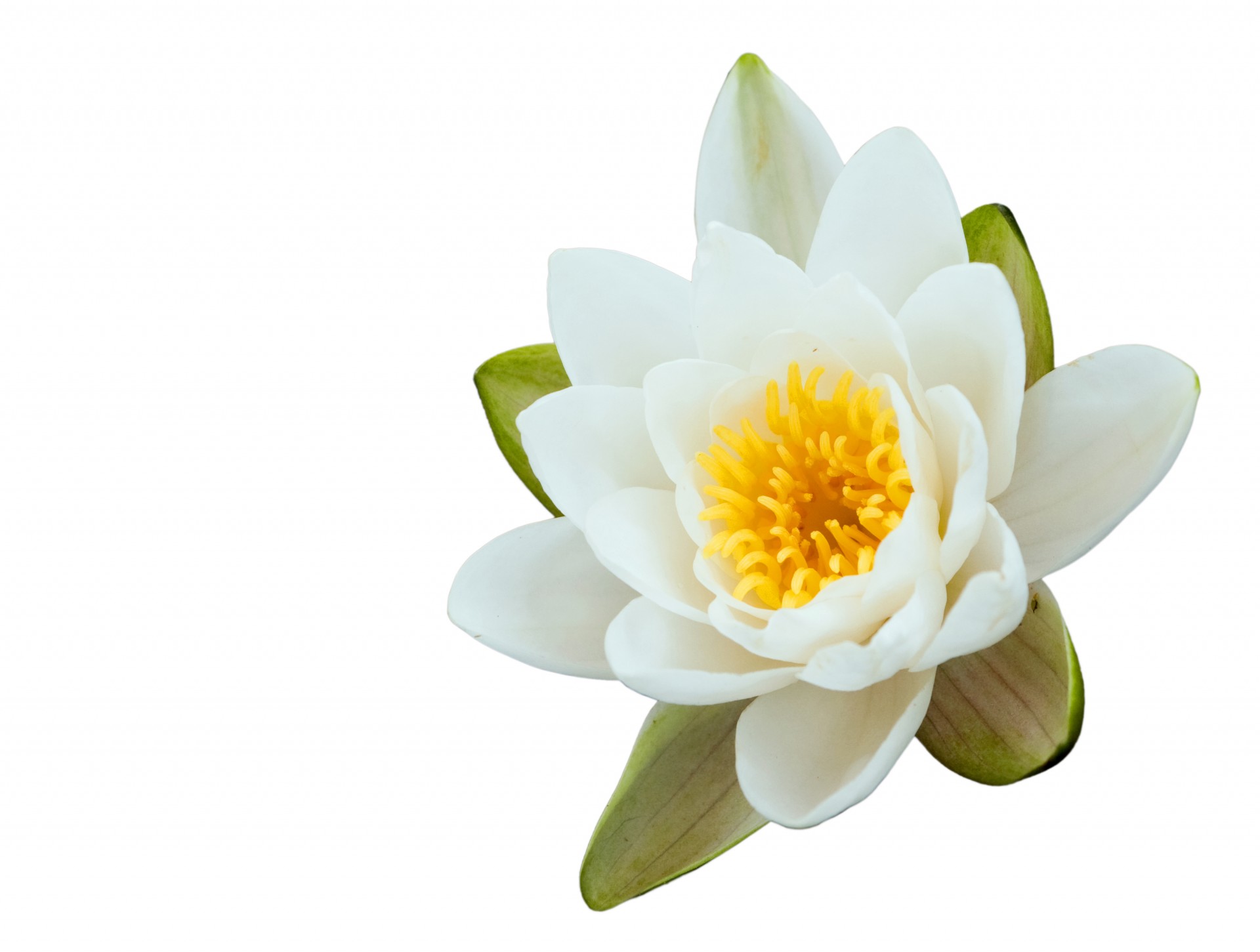 Lotus-Blume auf Weiß