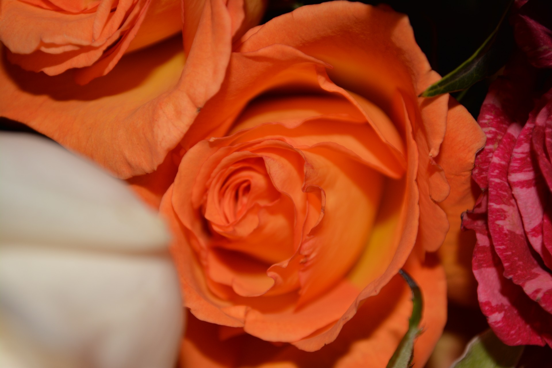 Macro Roses Blumen-Rebe blüht