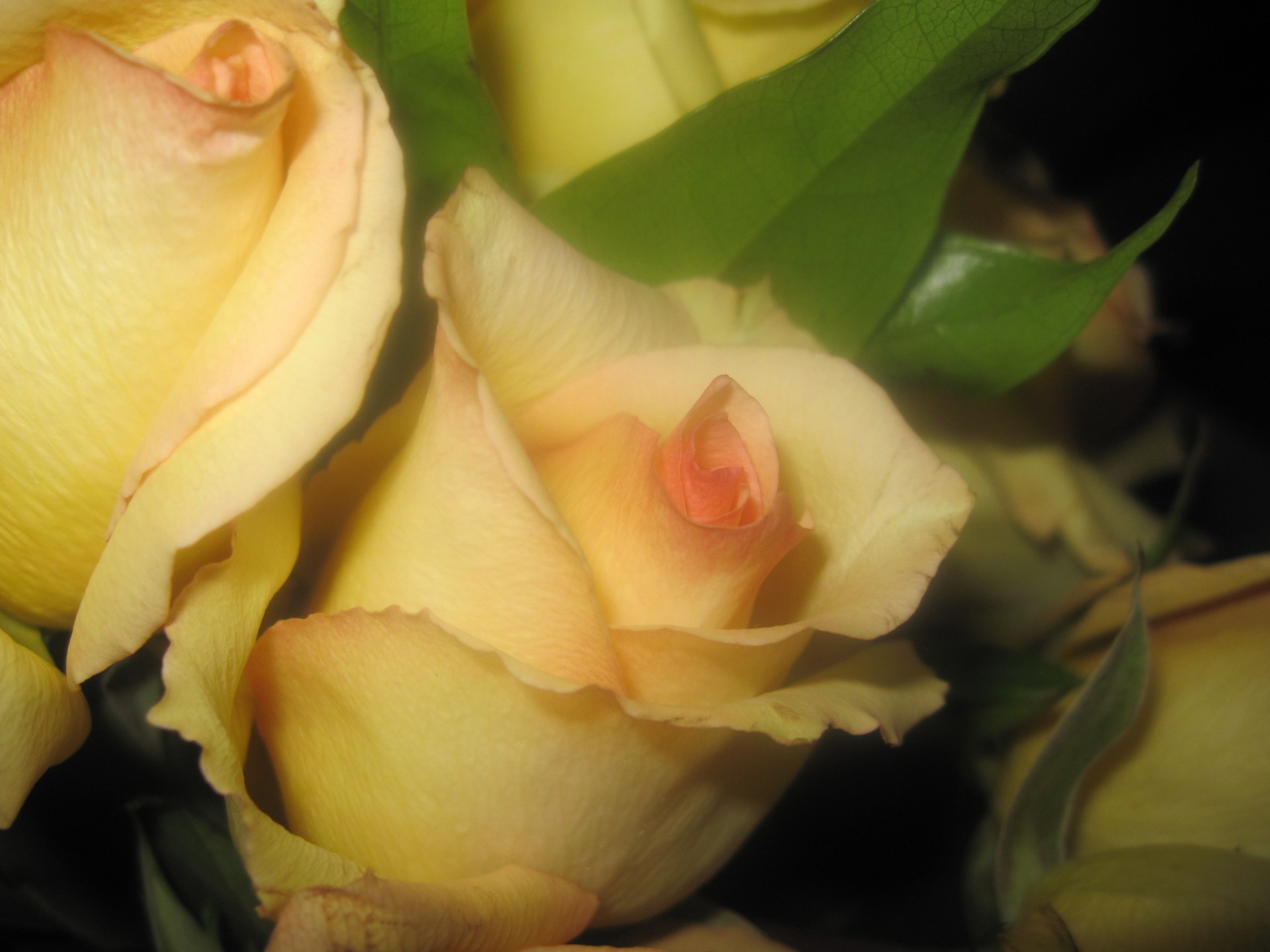 Макро желтый цветок розы