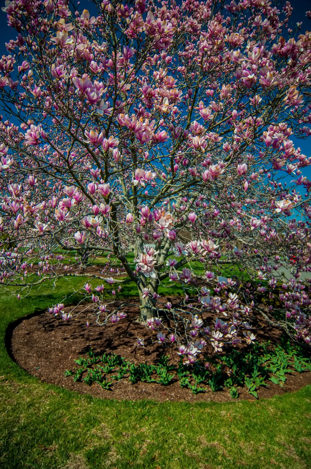 Magnolia Baum im Frühjahr