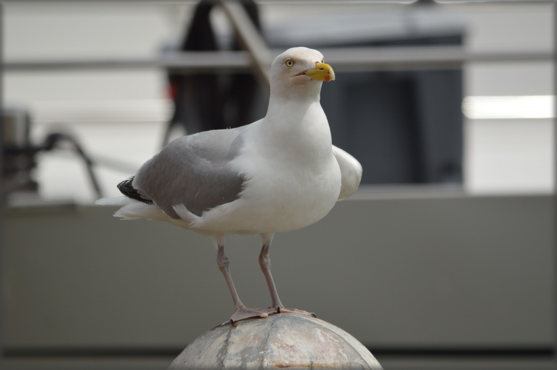 Seagull 2
