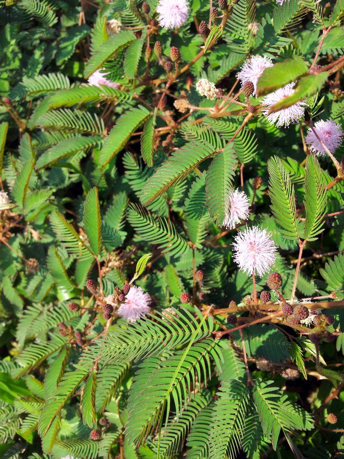 Mimosa Blumen und Samen