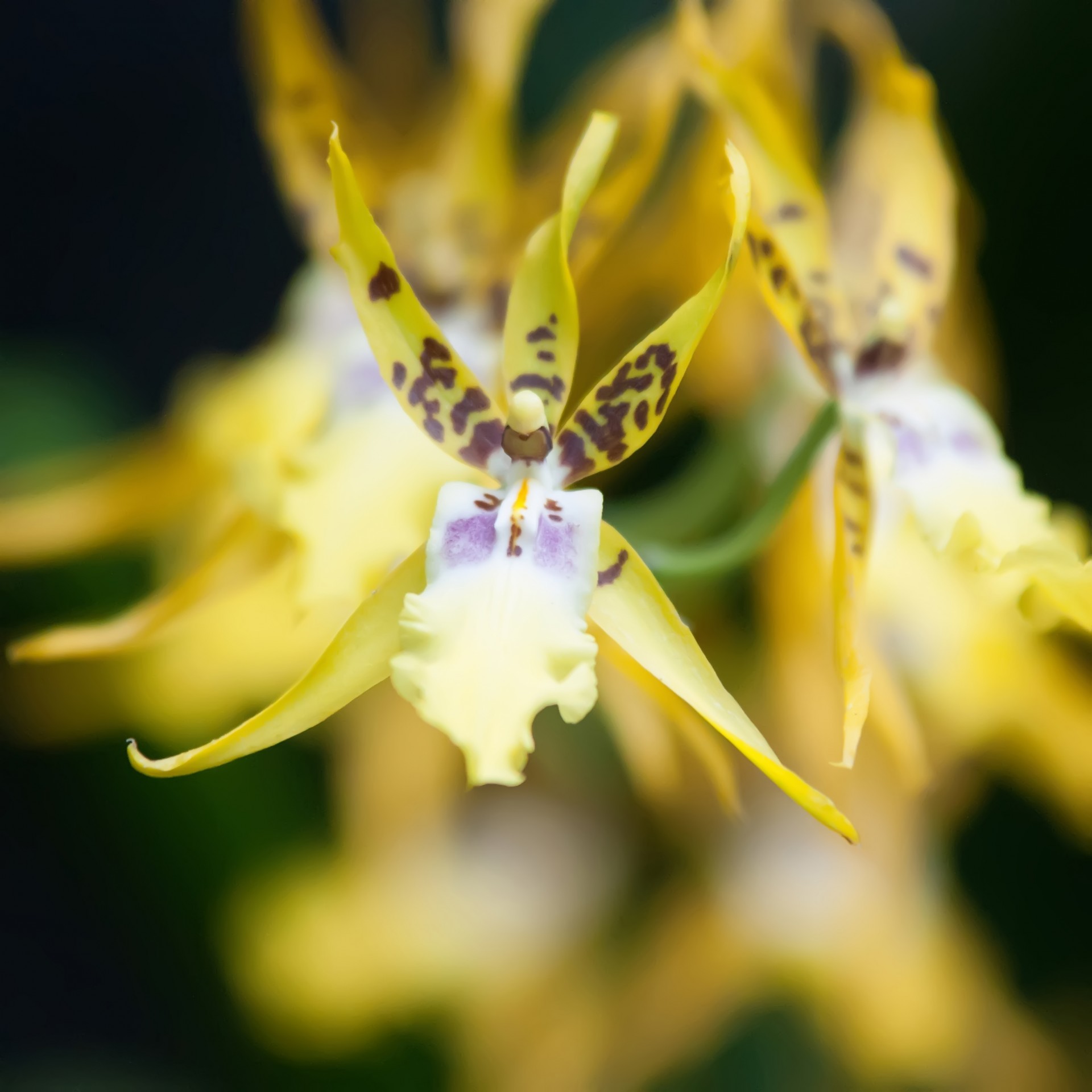 Мини орхидеи
