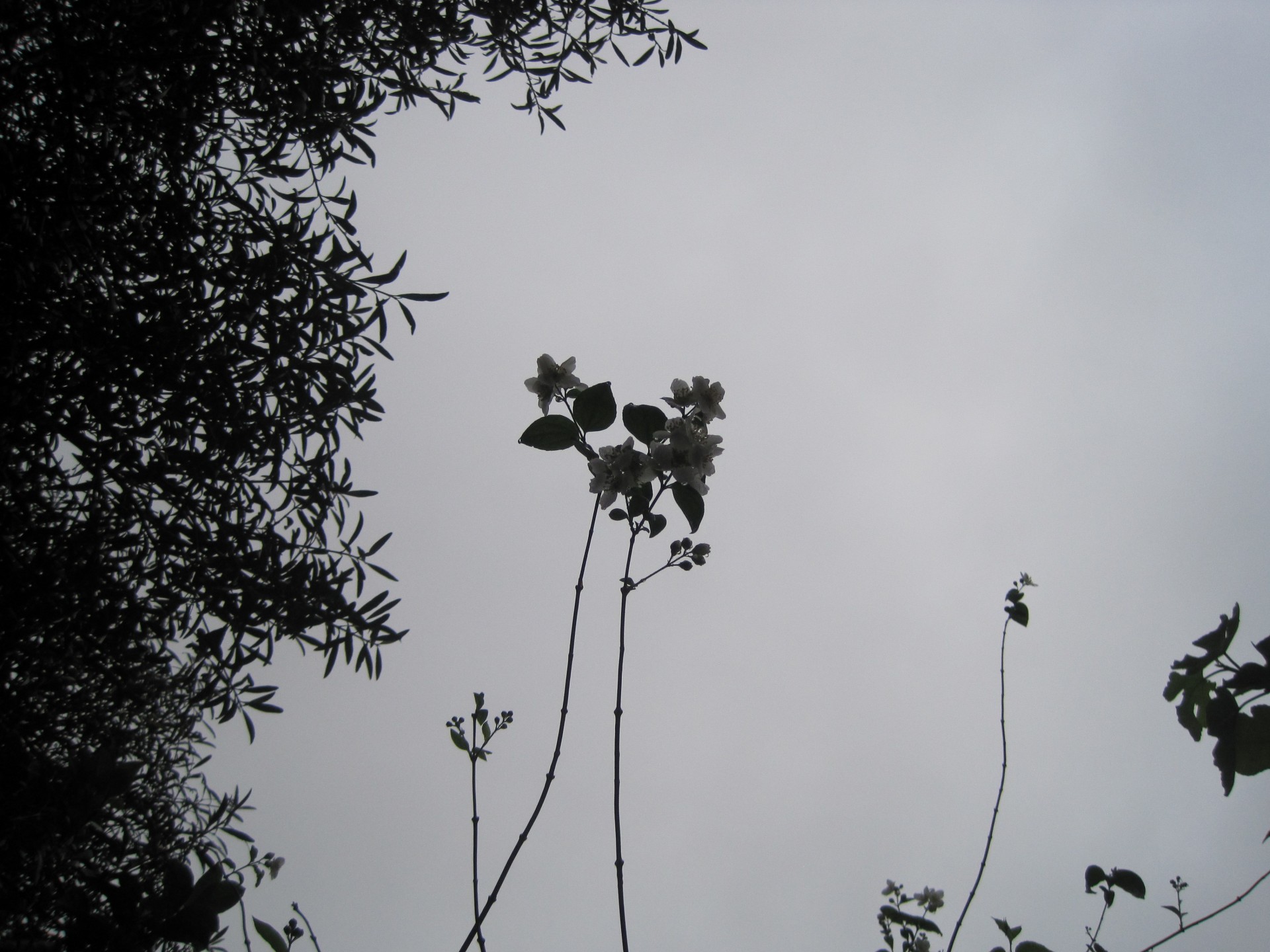 чубушник цветы силуэта