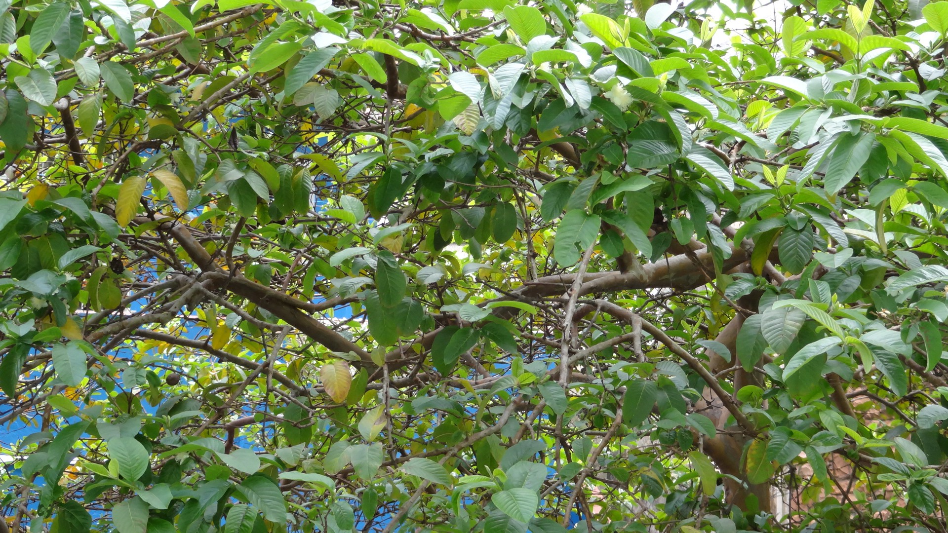 Многие листья на дереве