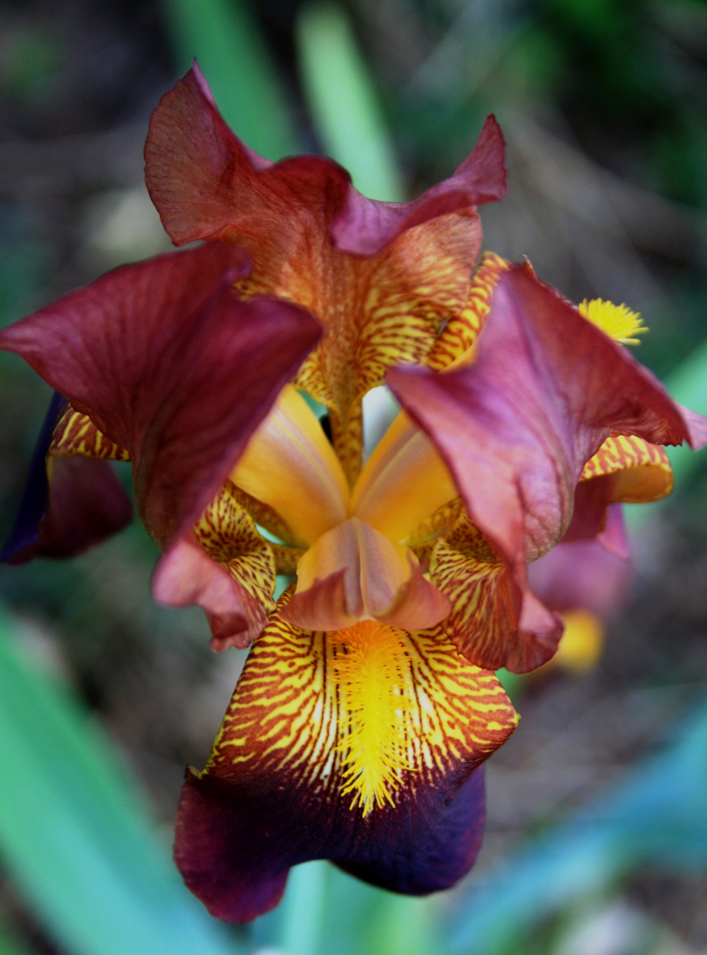 Mehrfarbige Iris