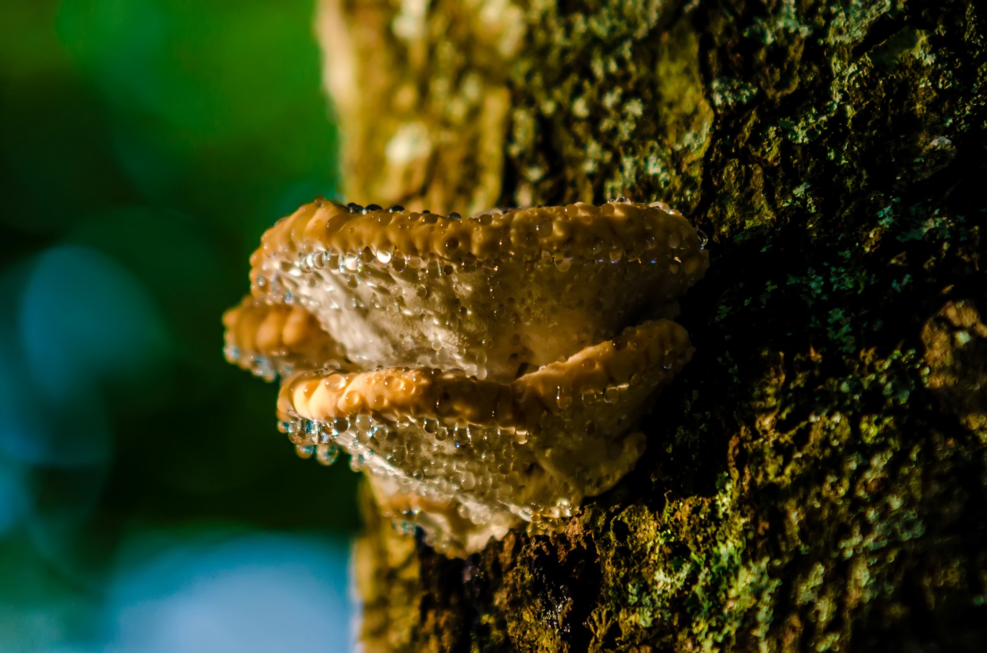 Mushroom na drzewie