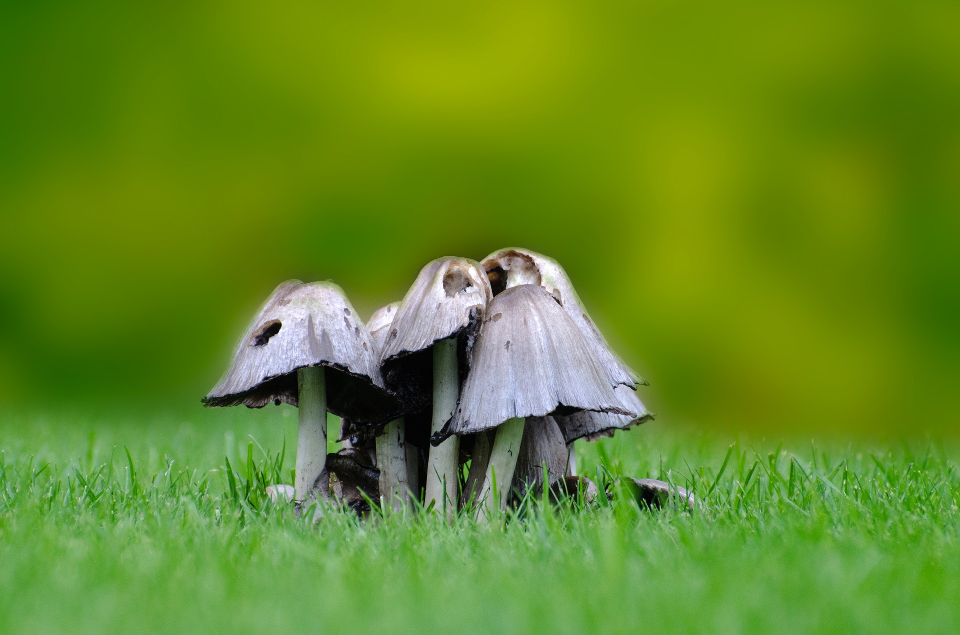 грибы на траве