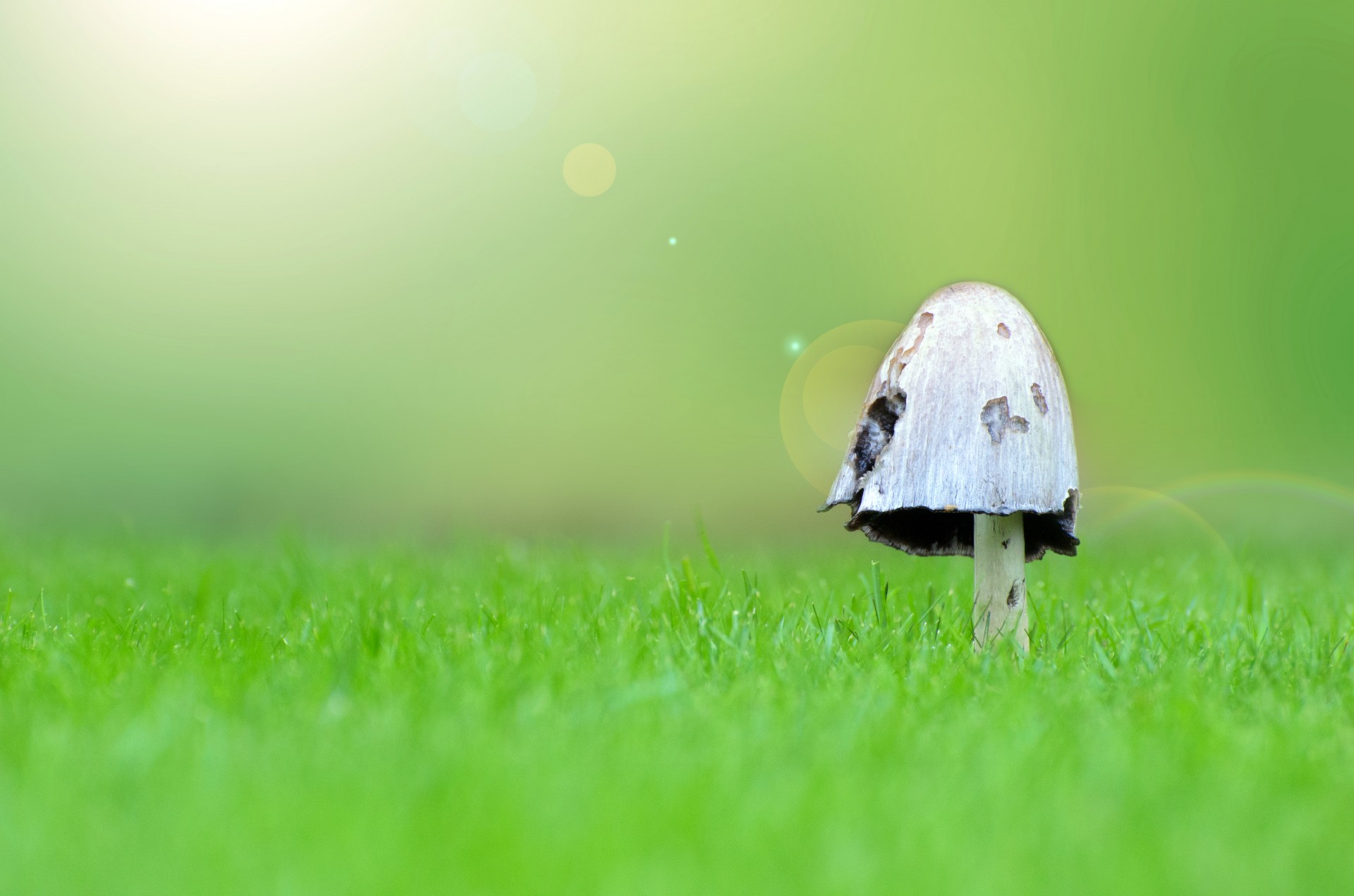 грибы на траве