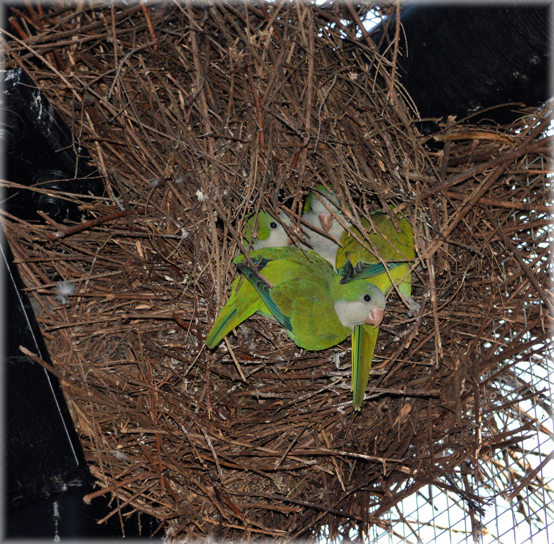 Гнездо с карликом попугаев