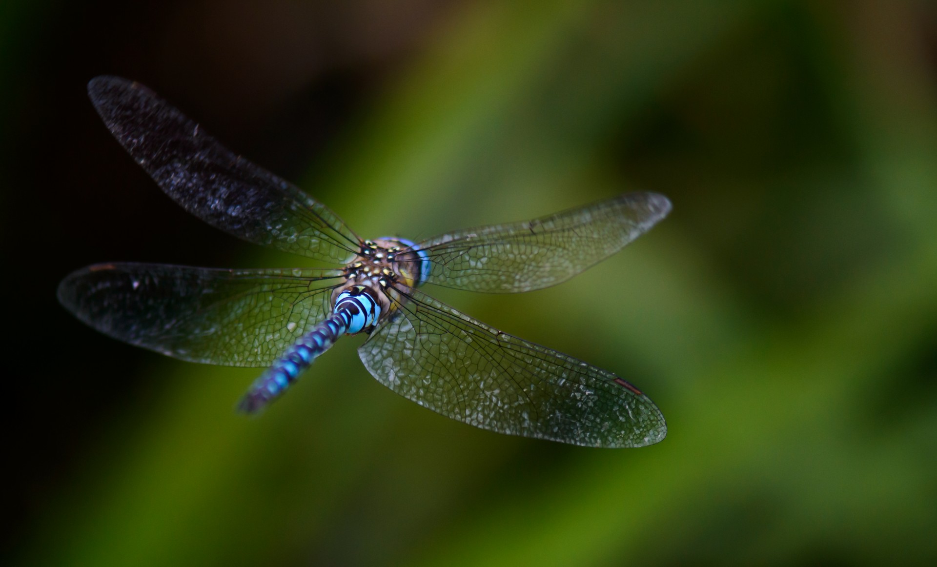 Dragonfly Flug