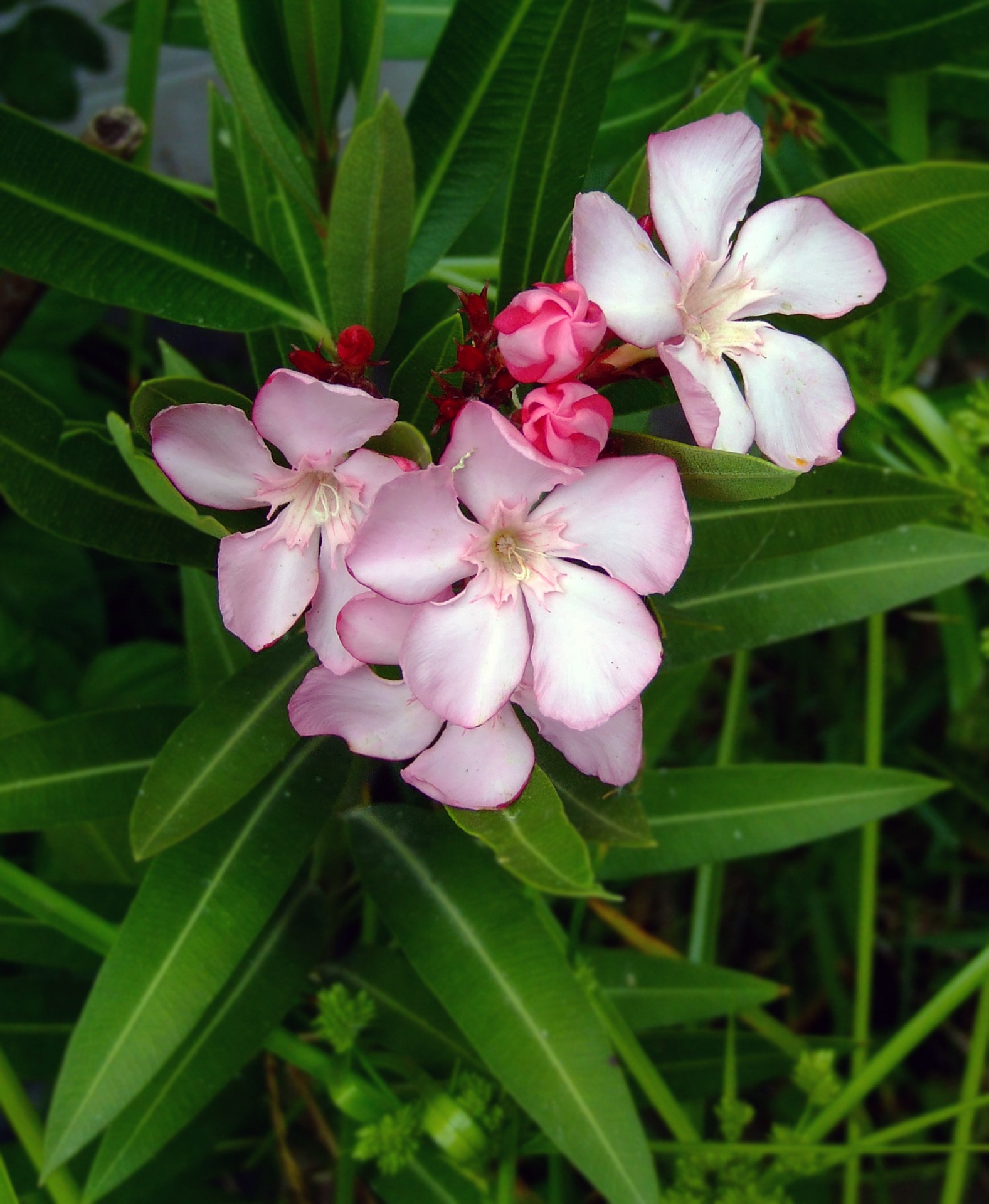 Цветок олеандра