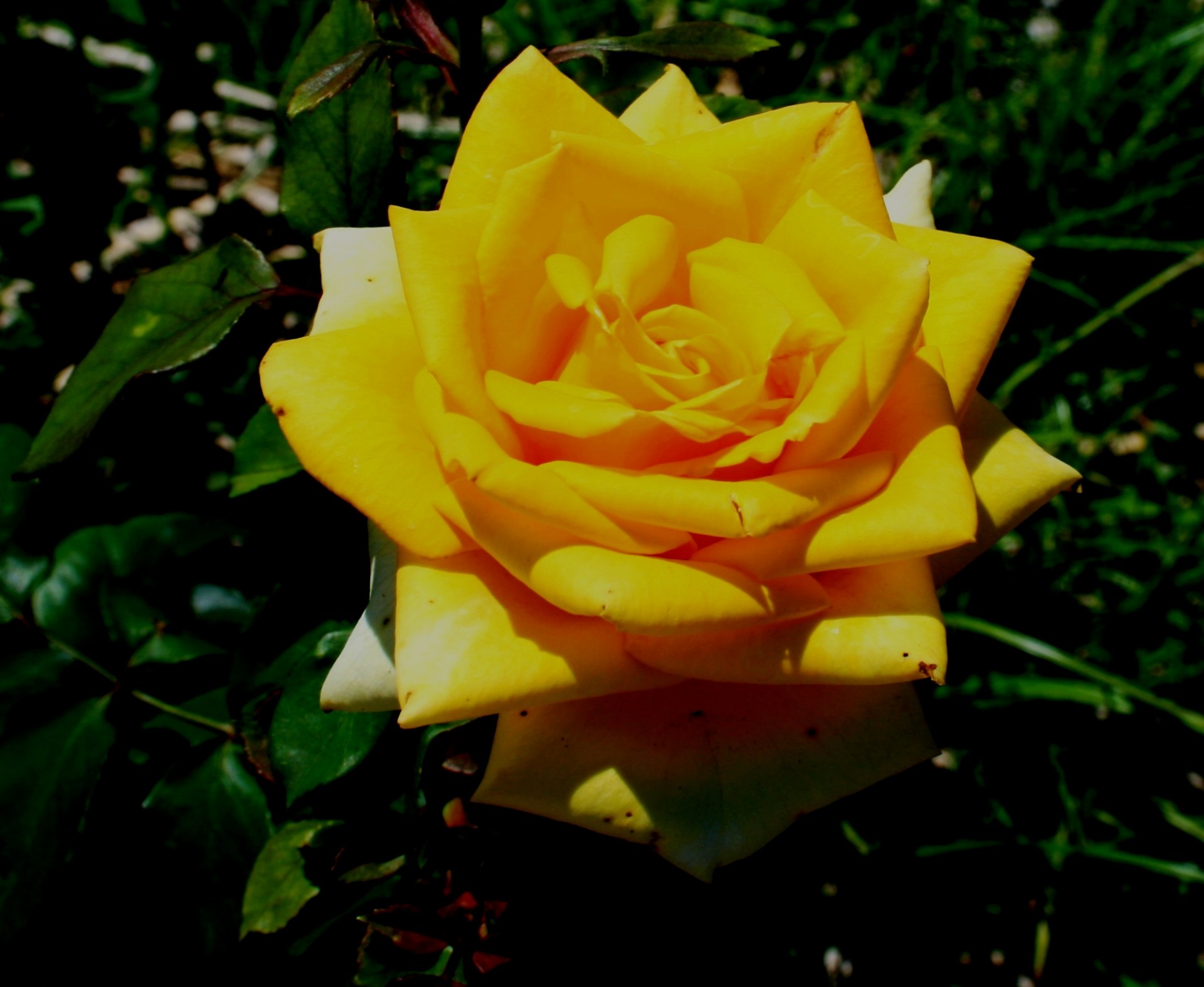 открытые желтые розы