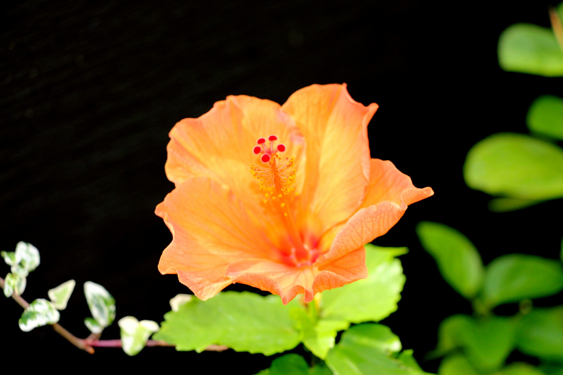 Оранжевый цветок гибискуса
