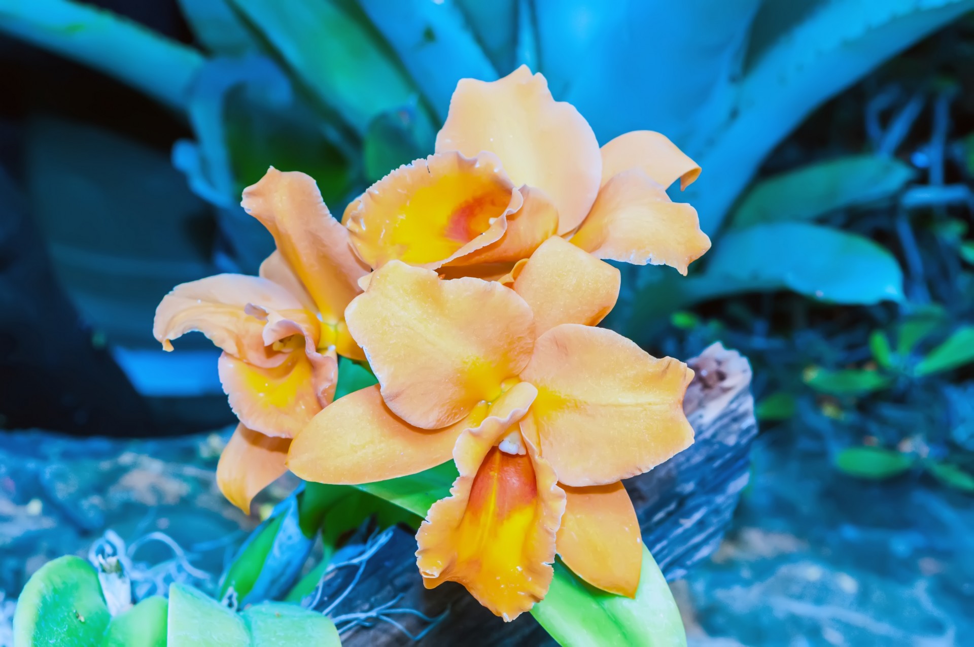 Оранжевый орхидеи