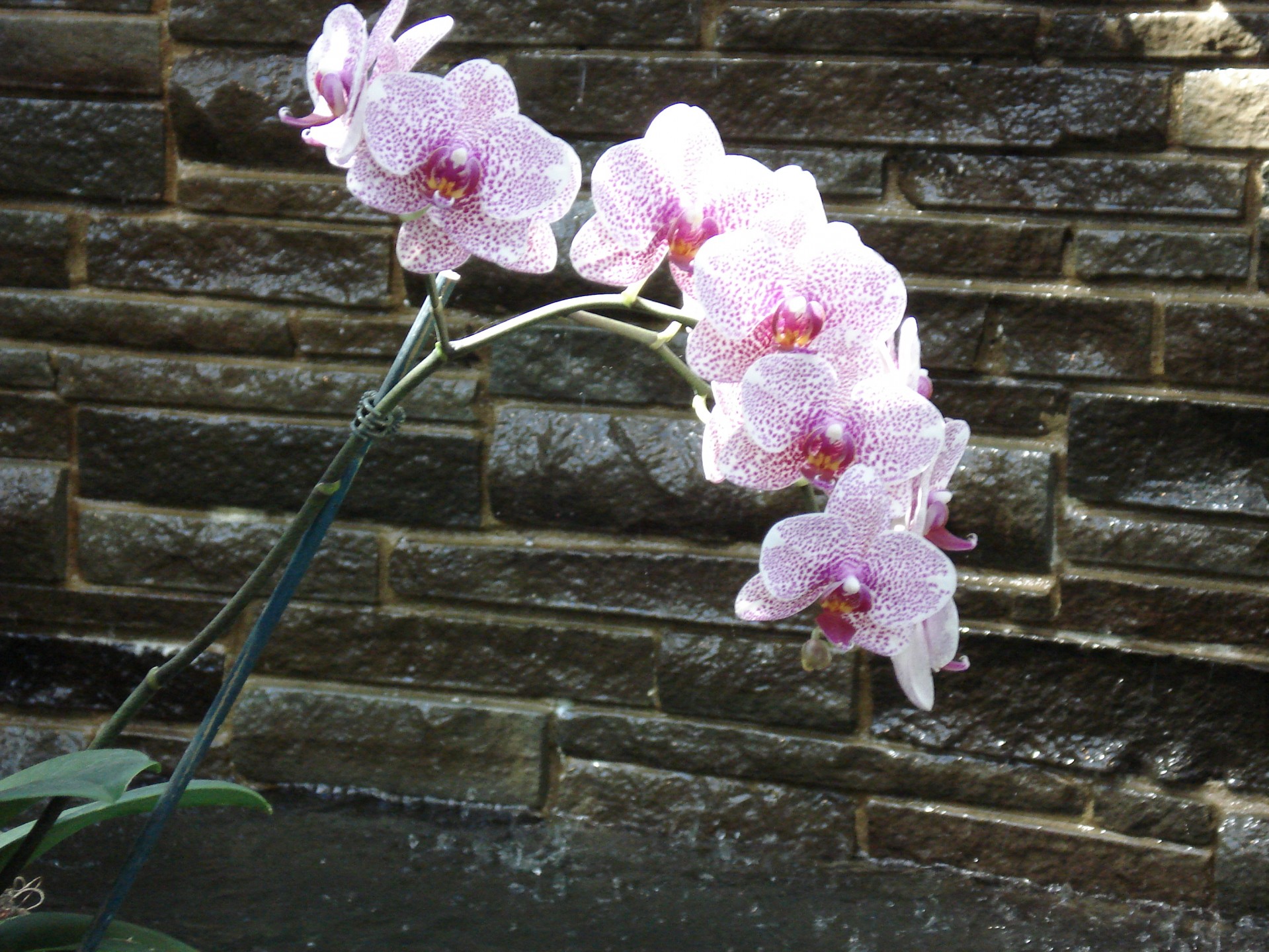 Orchid & стена