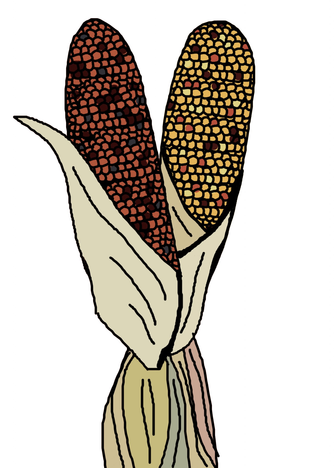 Декоративные иллюстрации кукурузы
